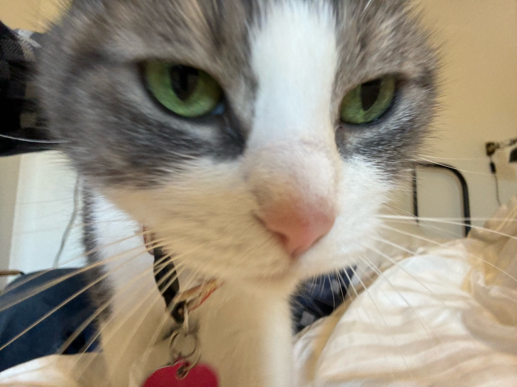 The grey and white cat sniffing at the camera, her nose is very pink