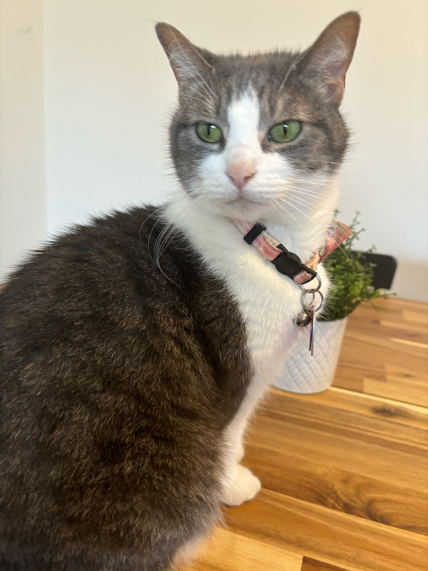 A grey and white cat with very green eyes and a pink collar looks over her shoulder into the camera, it’s obvious she knows how gorgeous she is