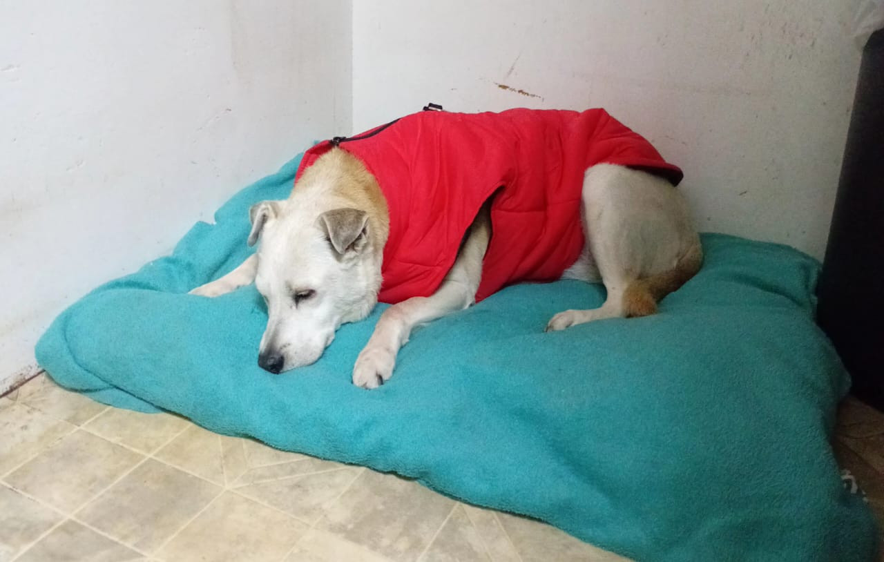 A snoozing blonde dog with sweet little ears shaped like samoosas. She's wearing a red puffer jacket.