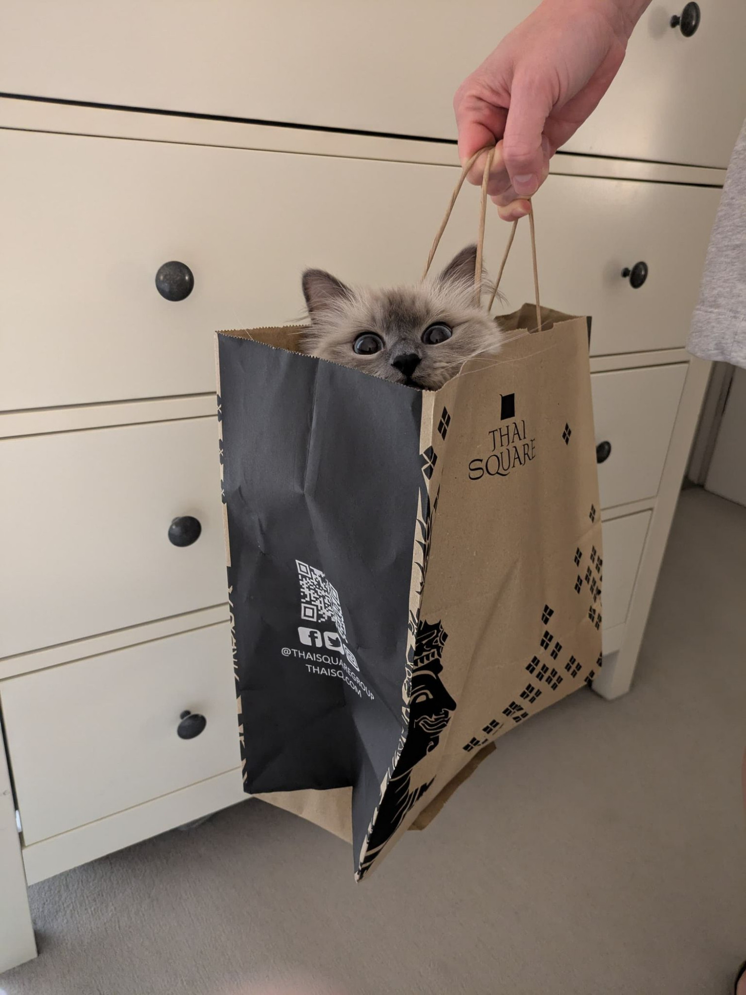 A Birmin cat in a brown paper bag that's being held up by an out-of-frame person. 