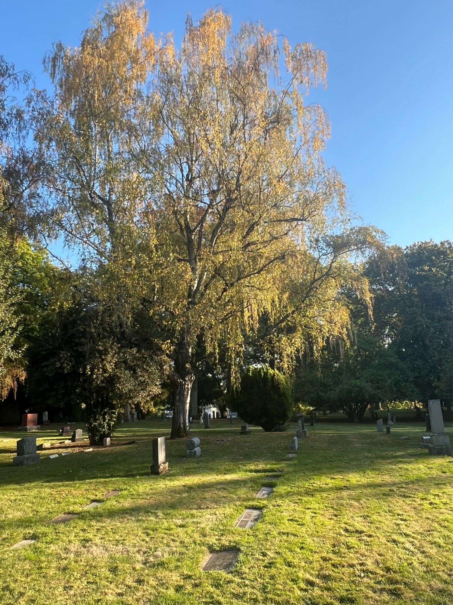 What is possibly a willow tree or close relative of same, and several tombstones of various shapes and sizes. It is early evening.  Lone Fir Cemetery, Portland, OR.