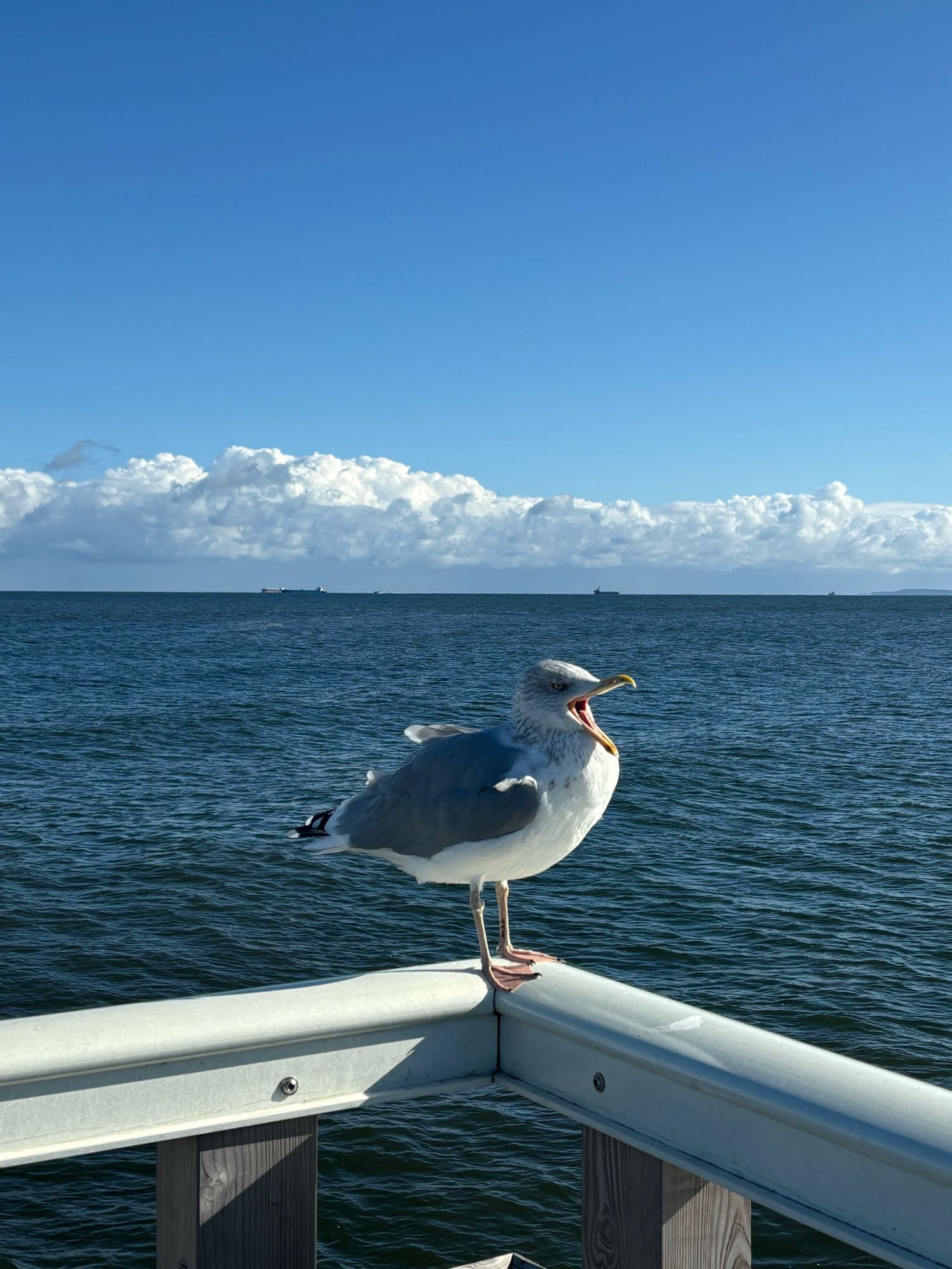 Eine Möwe mit grauen Flügeln und weißem Gefieder sitzt gähnend auf dem Handlauf einer Seebrücke. Im Hintergrund ist die Ostsee zu sehrn.