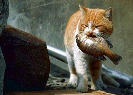 Orange cat with very large fish in its mouth