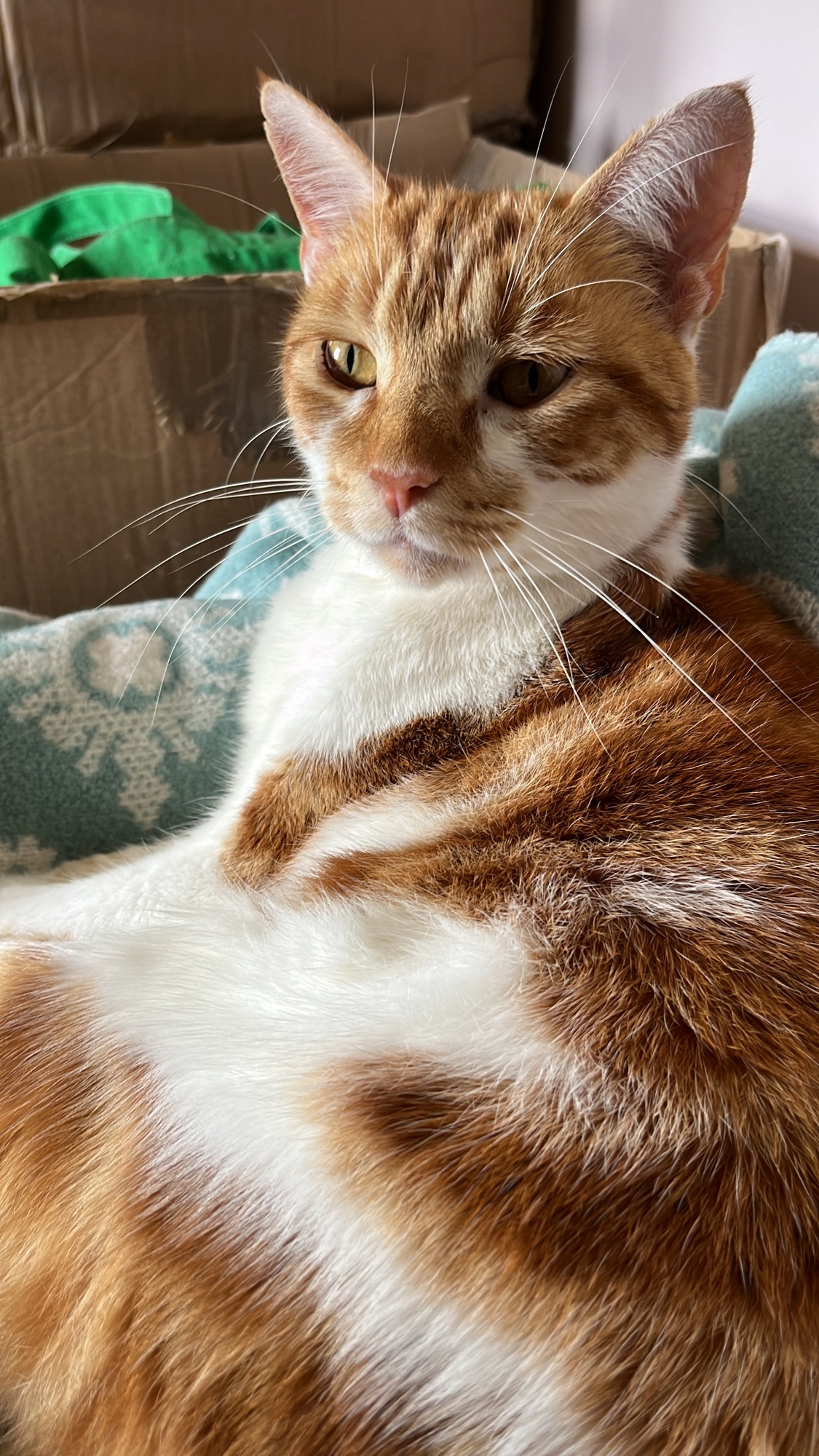 A handsome ginger and white cat with golden eyes, a pink nose, and long white whiskers.