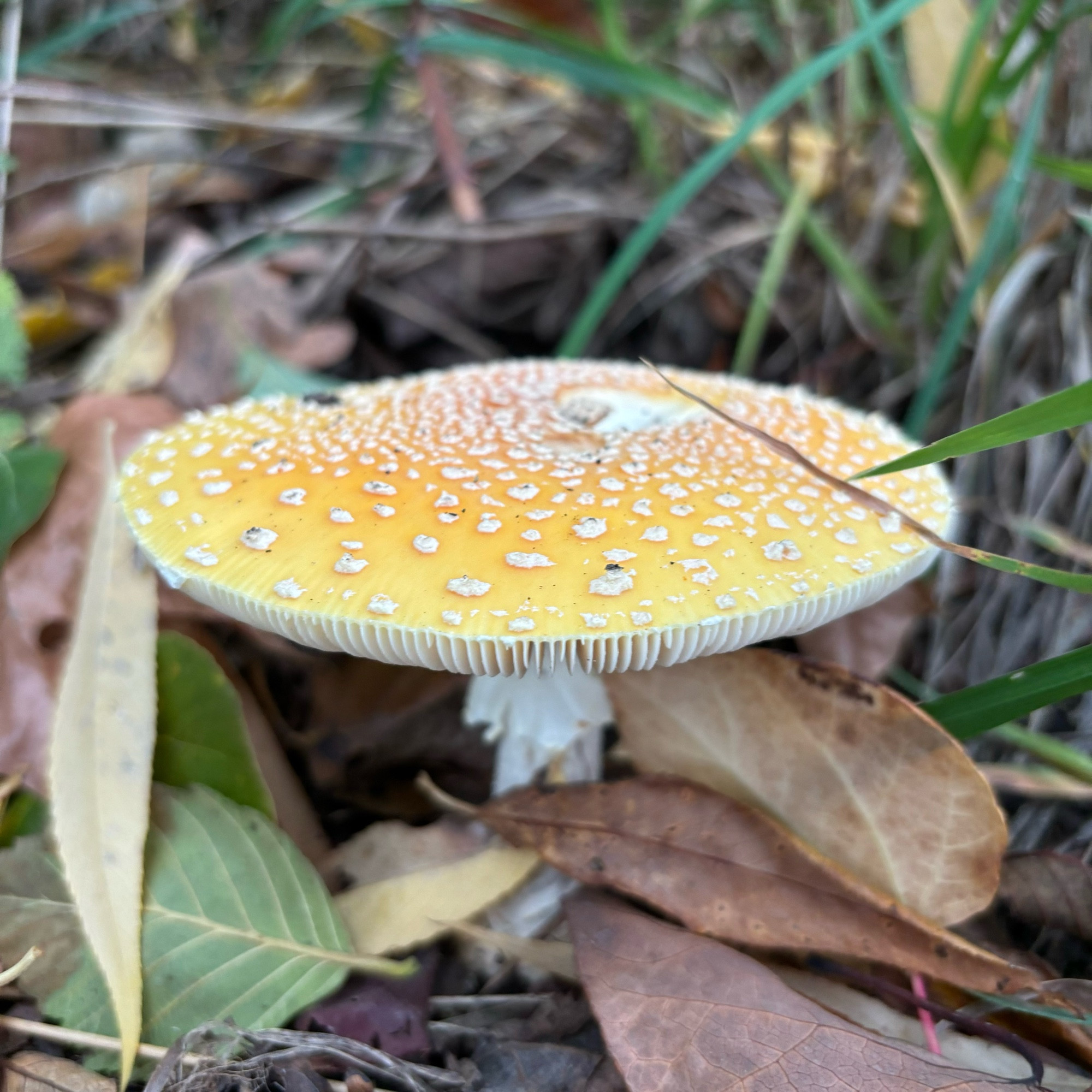 Photo of another amanita mushroom. This one also has a very large cap, but it’s almost completely flat and more of a light orange/yellow in color.