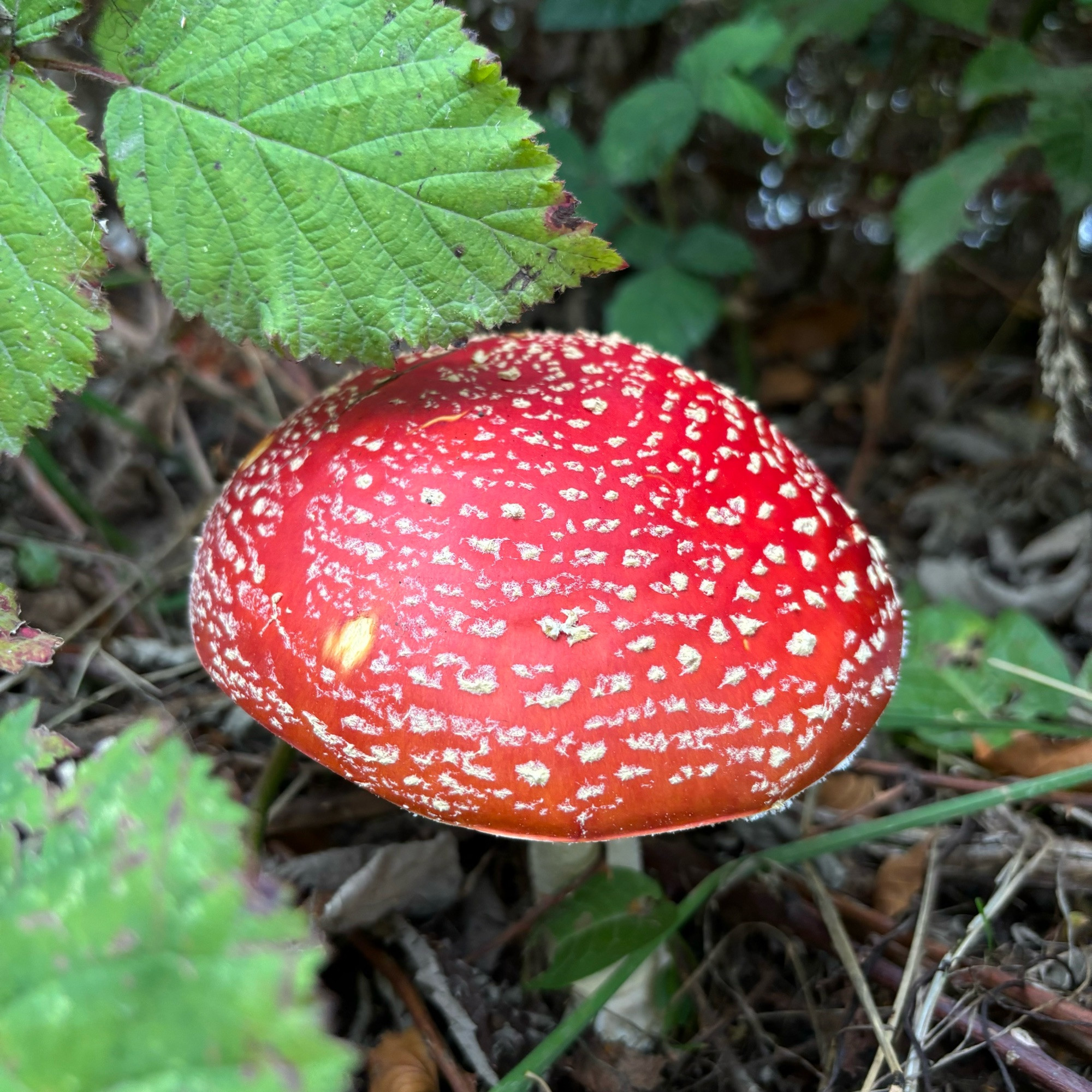 Photo taken looking down at a bright red amanita mushroom. It has a very large, convex cap with lots of white flecks on its surface.