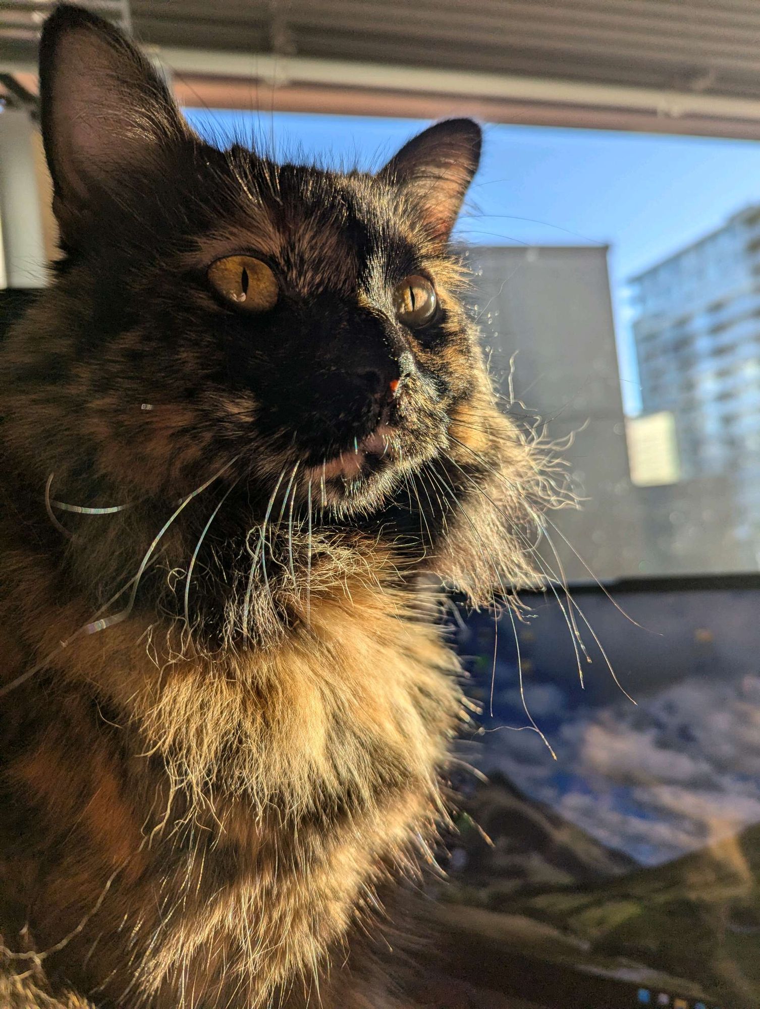 A close-up photo of a long-haired tortoiseshell cat, with the sun shining on her face, illuminating her long fur.