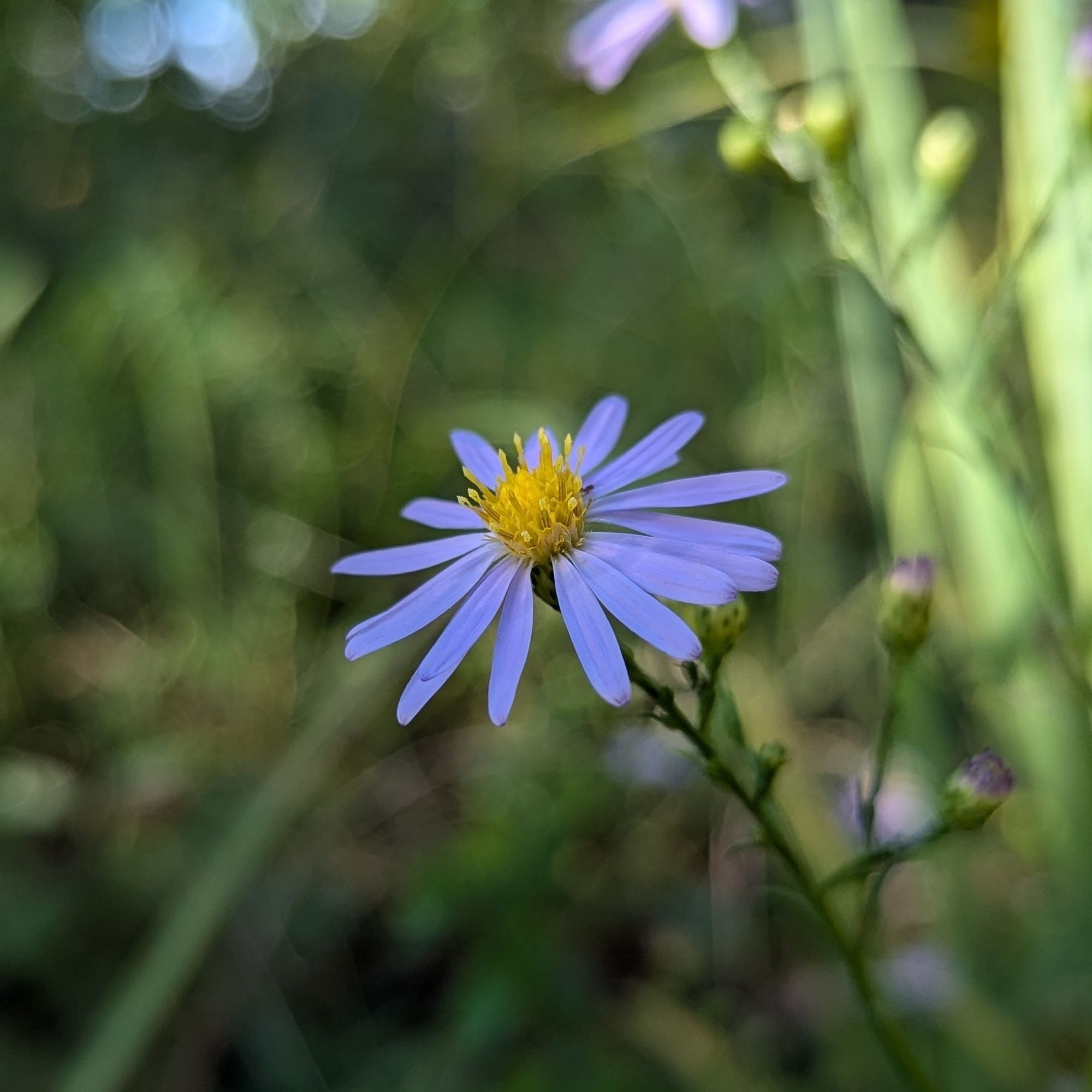 A late summer wild flower, purple with a yellow center. Something in the (very large) Aster genus.