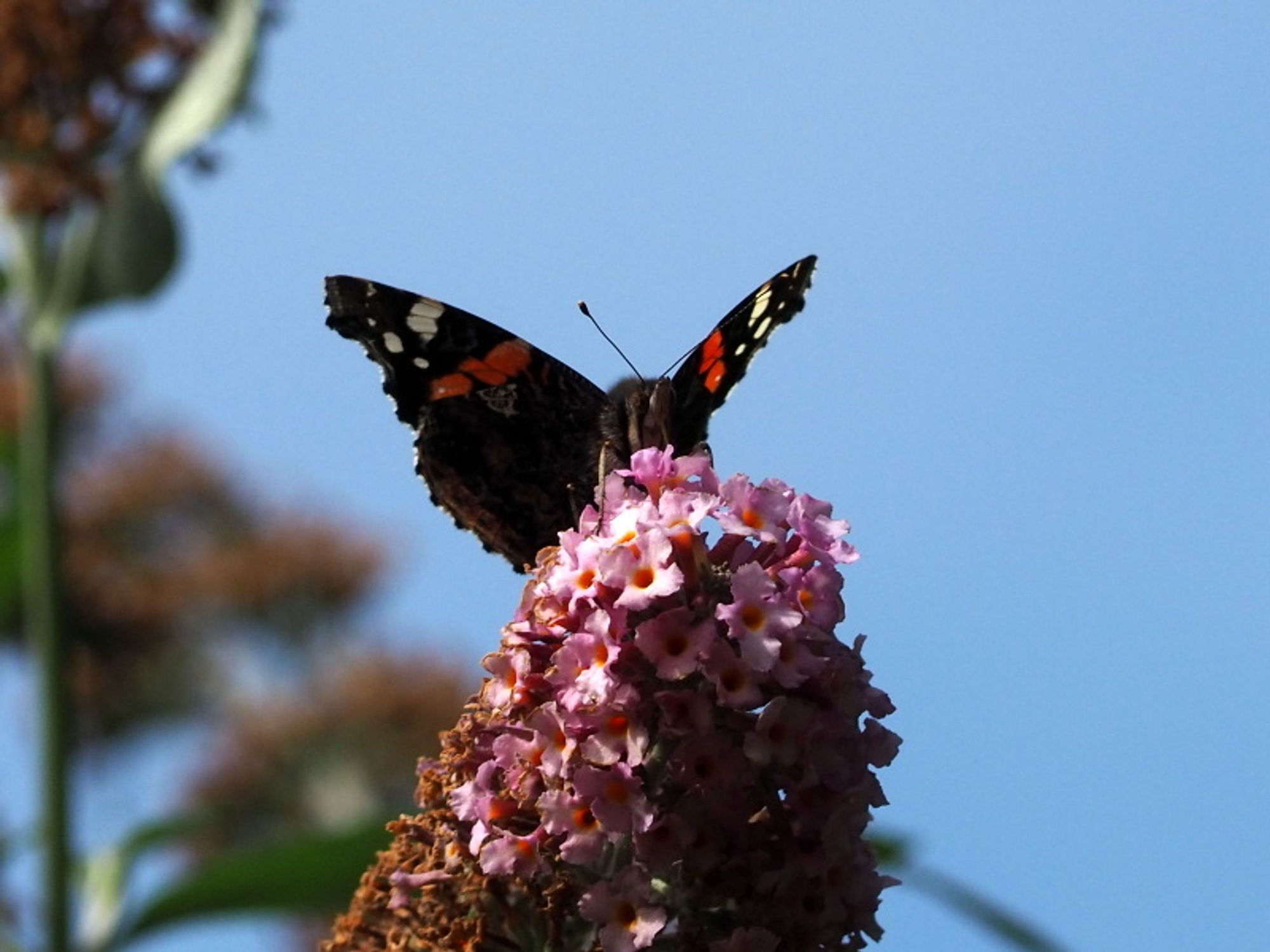 A butterfly on a buddleia