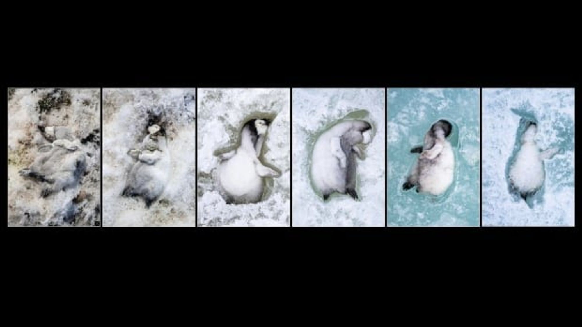 Frozen baby penguins in Antarctica trapped in meltwater that refroze. Photo by Neil Ever Osborne, via CBC.