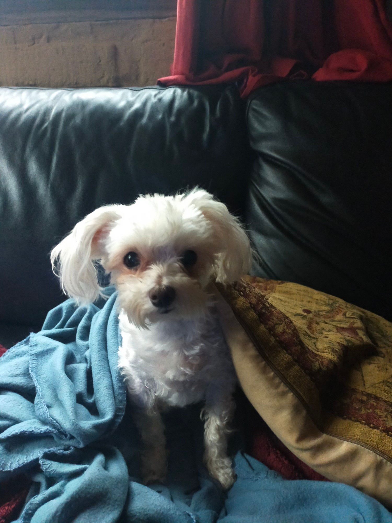 White small dog looking folornly down the camera. She has just been clipped. She is shrouded in a blue blanket and is partly under a tan and burgundy coloured tapestry cushion. Behind her is the black sofa, a mudbrick wall and red curtain.