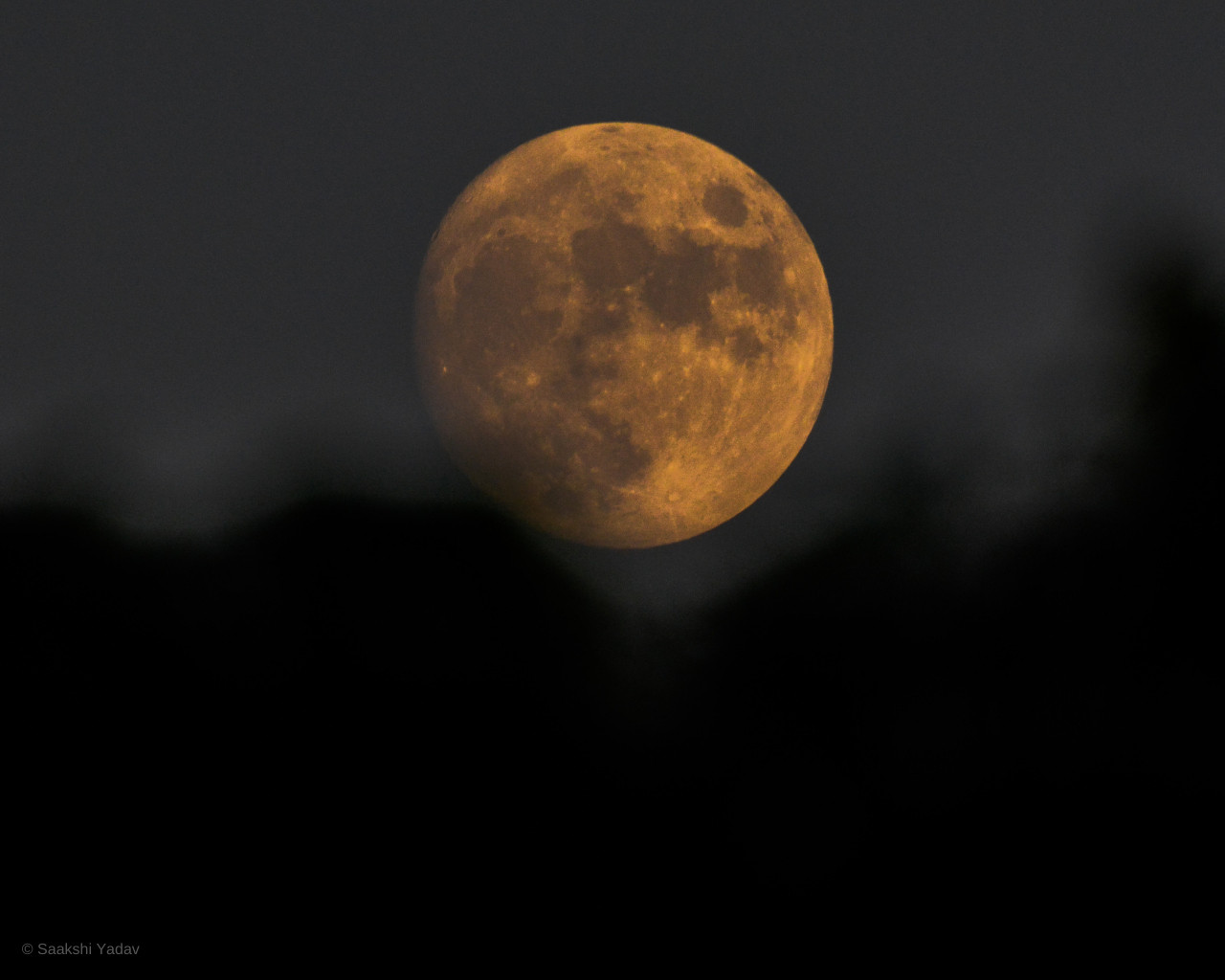 This image shows a striking October full moon glowing in a rich golden hue against a backdrop of deep, dark sky. The moon’s surface, marked with detailed craters and shadowed areas, is vividly clear. Below, the blurred silhouettes of trees create a subtle contrast, framing the moon and making it appear even more prominent as it hangs low in the night. The golden light seems to cast a warm, almost ethereal glow, highlighting the moon's size and presence in the sky.