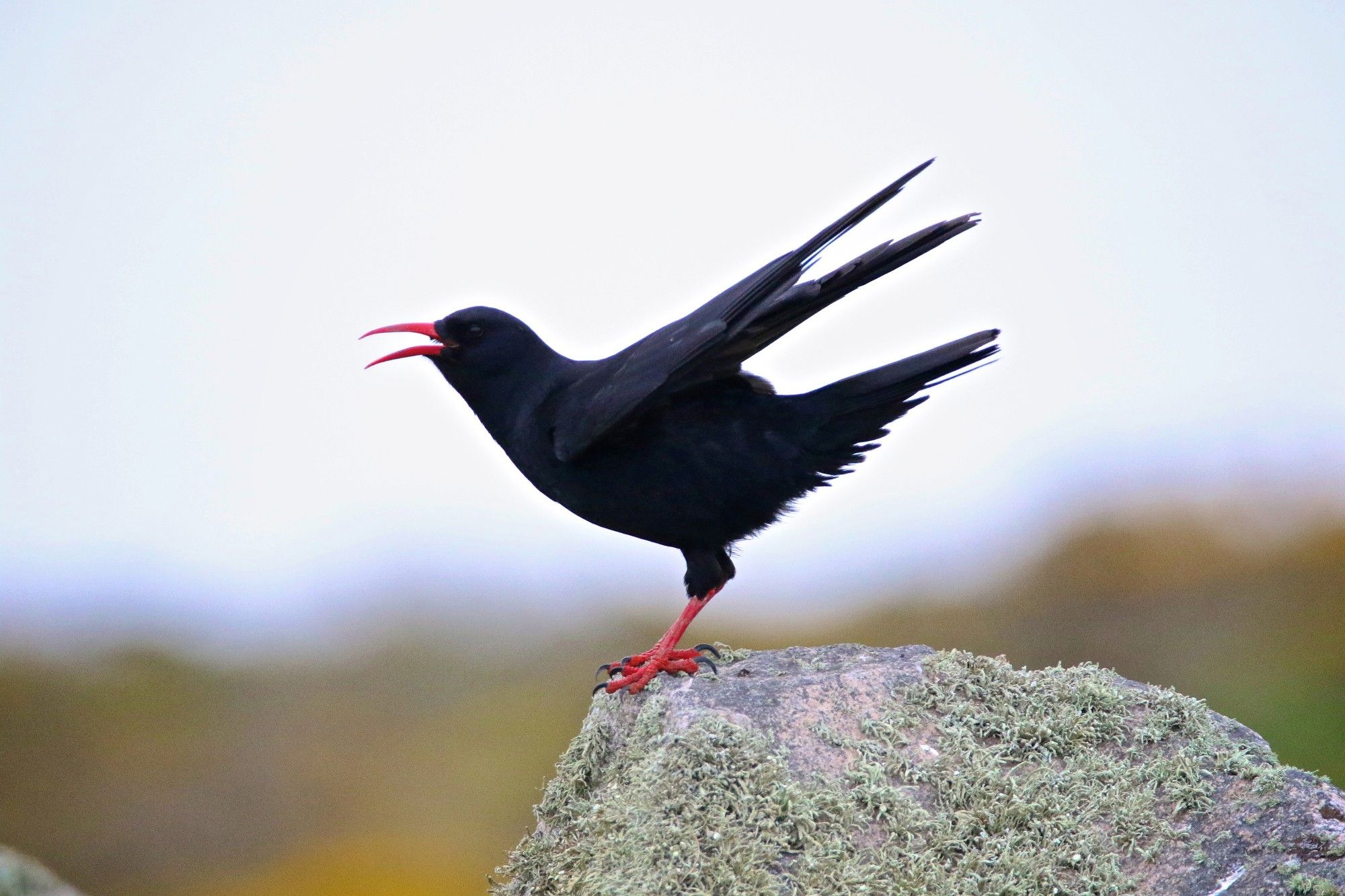 A Chough with glossy black feathers stands on a moss-covered rock, its wings slightly raised and beak open as it calls out. The bird’s bright red beak and legs stand out vividly against its dark plumage. The background is softly blurred, with warm tones hinting at a coastal landscape. The Chough’s posture and open beak suggest it is vocalising loudly, adding a sense of energy to the scene.