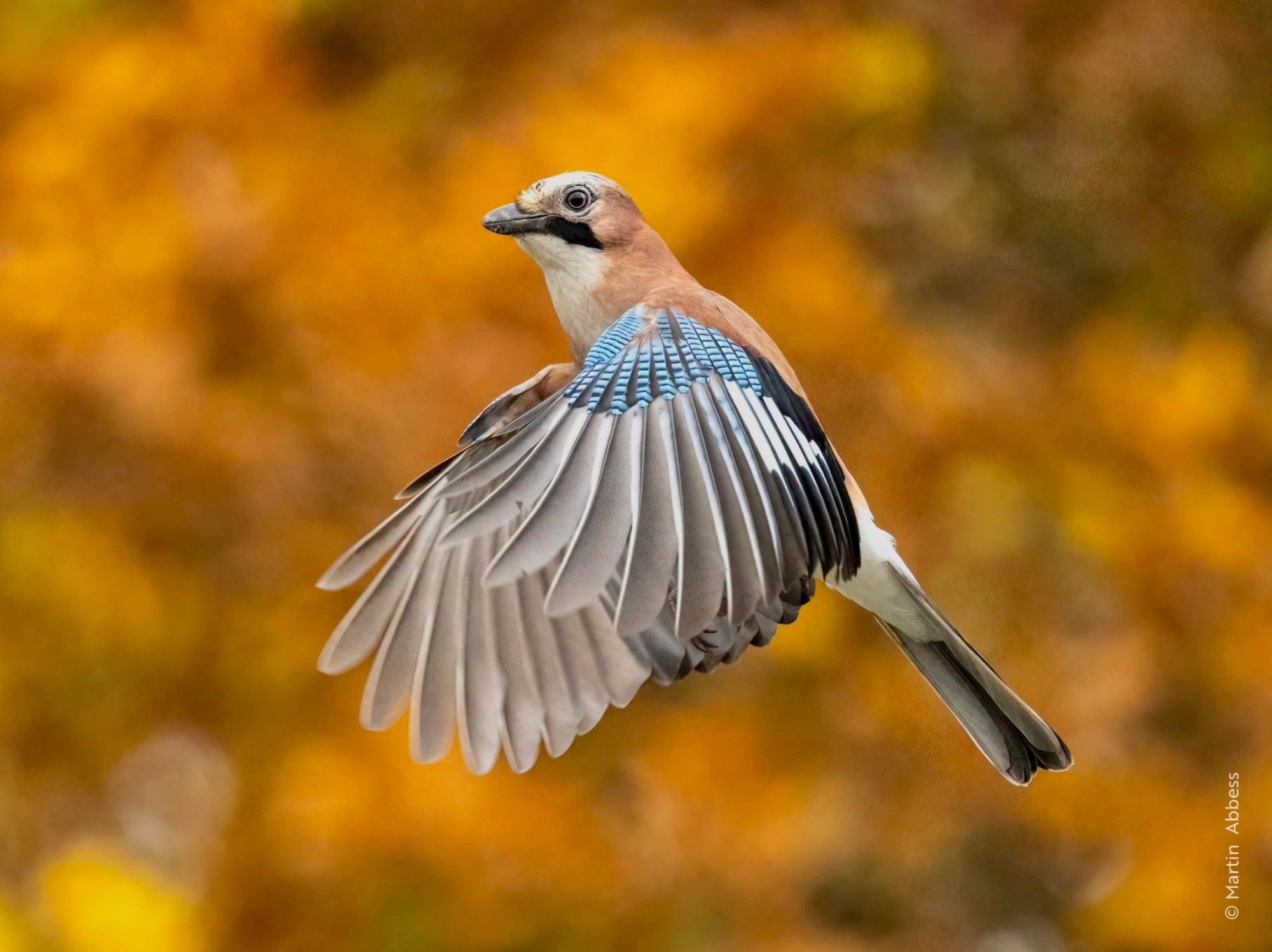 A stunning Jay soars through an autumn backdrop, its wings spread wide to reveal the intricate blue and black barring on its primary feathers. The warm hues of its plumage contrast beautifully against the fiery orange and golden leaves, showcasing its elegance as it glides effortlessly.