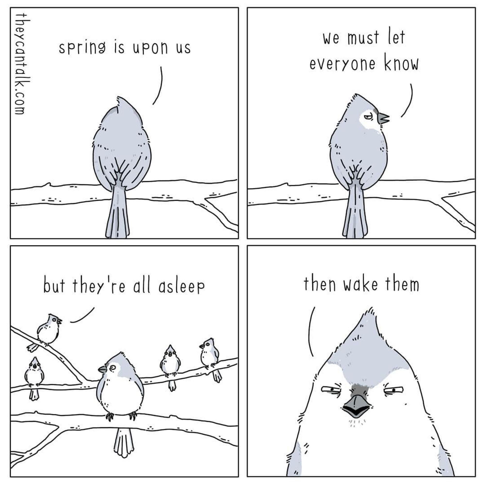 This comic features four panels. In the first panel, a large bird sits on a branch, saying "spring is upon us." In the second panel, the bird, facing the viewer with a serious look, declares "we must let everyone know." The third panel reveals several small birds on a branch below, listening intently, as one of the little birds says, "but they're all asleep." The fourth panel shows the large bird's face up close, with its eyes narrowed determinedly, stating "then wake them." The artwork is simple with soft colours, and humorously refers to the loud dawn chorus heard during springtime, that might disturb the peaceful slumber of humans.