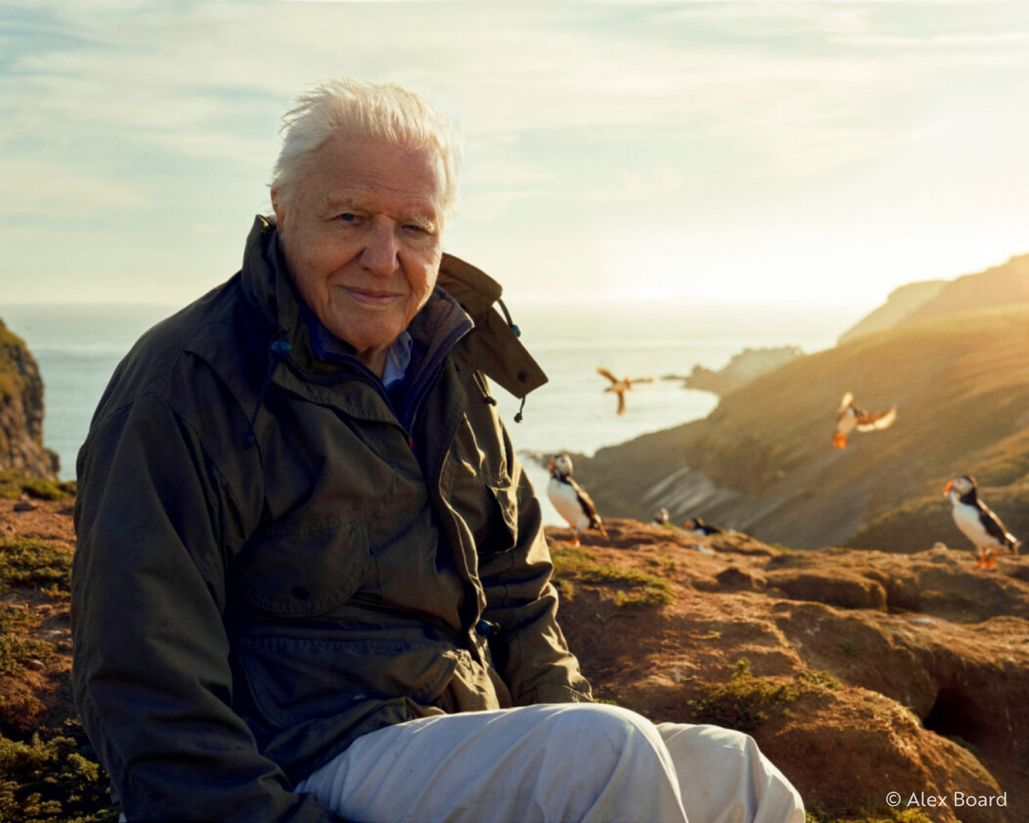 This photograph captures Sir David Attenborough seated outdoors on the rugged terrain of Skomer Island. Behind him, the ocean and coastal cliffs form a scenic backdrop under a clear sky. Sir David, dressed in a khaki jacket and light trousers, looks towards the camera with a gentle expression, exuding a sense of warmth, calm, and wisdom. Around him, puffins can be seen flying and perched on the rocky ground, illuminated in rays of golden sunlight as the sun sets behind the cliffs.