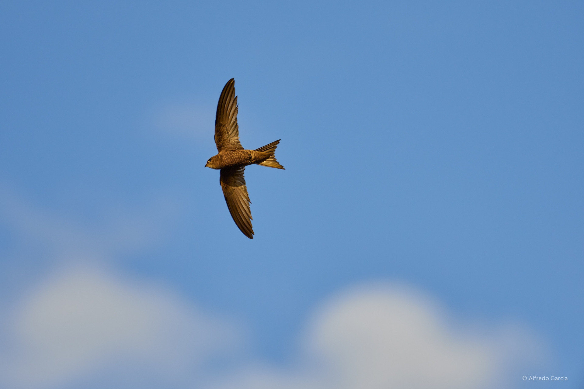 A single Swift soars gracefully against a clear blue sky, wings arched like a crescent. Its brown plumage catches the light as it glides. A fleeting summer visitor, already on its long journey south.