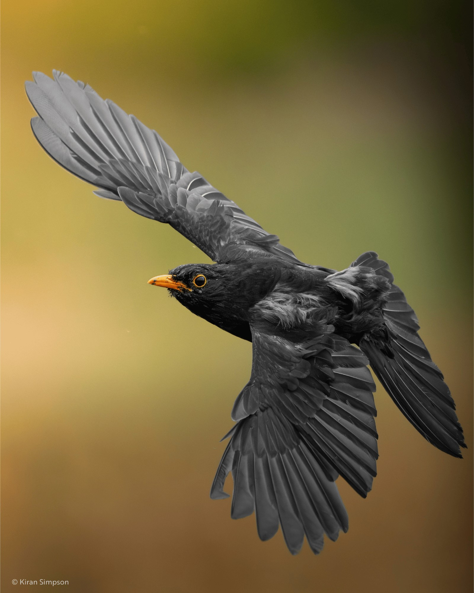 A Blackbird is captured mid-flight, its wings fully spread with feathers slightly ruffled, gliding effortlessly through a soft green and beige sky. The bird’s striking yellow-orange beak and bold eye-ring create a vivid contrast against its sleek black plumage. Its eyes seem locked ahead, almost as if it’s set on the weekend just within reach, flying with purpose despite the tousled feathers. 