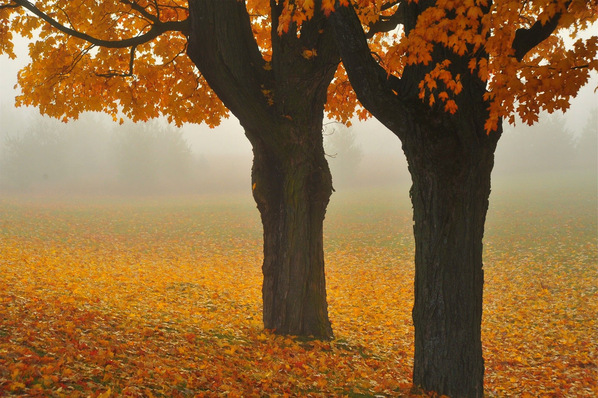 This image is of two maple trees in autumn. Orange and gold leaves cover the ground. There is thick fog in the background.