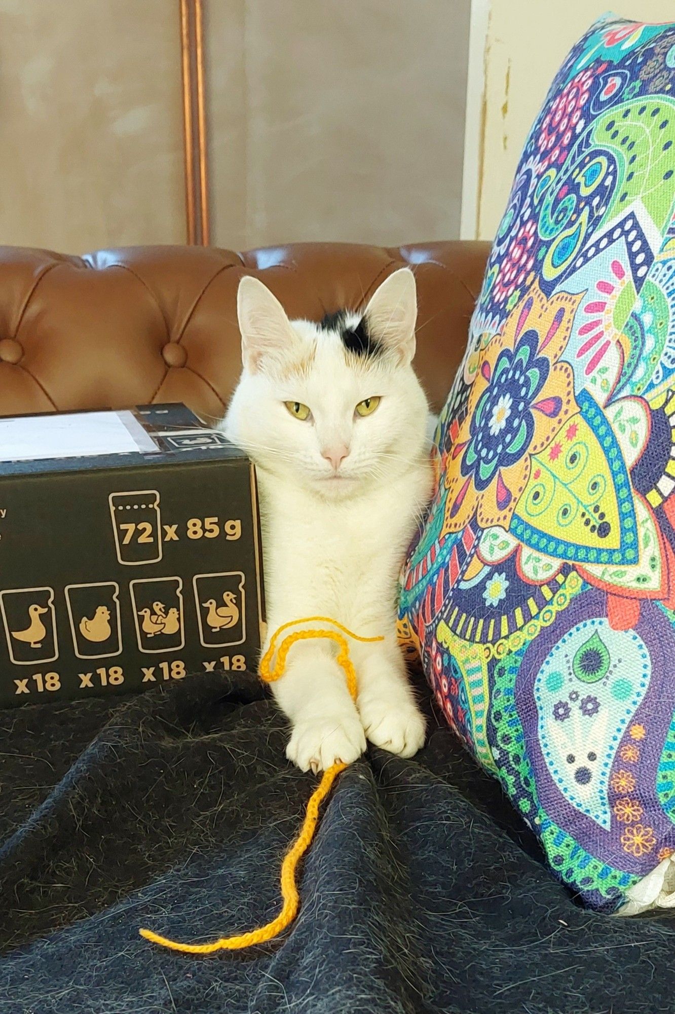 Enya, a female Calico cat, carefully guarding a box to be posted out. She looks very serious and responsible for this important task. Do not mess with Enya.