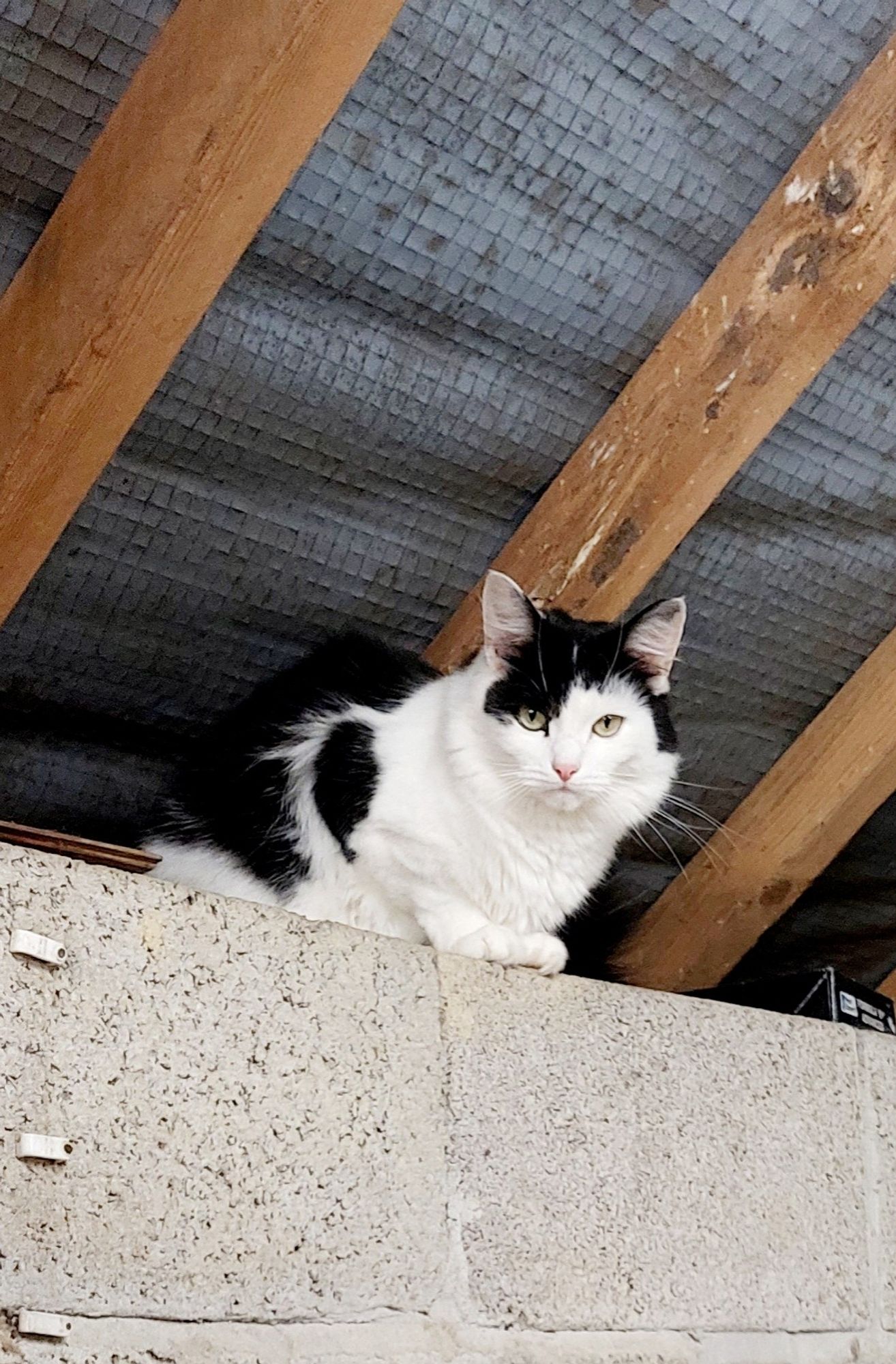 Carruthers sitting in the rafters of the garage staring down at his human with a hint of menace.