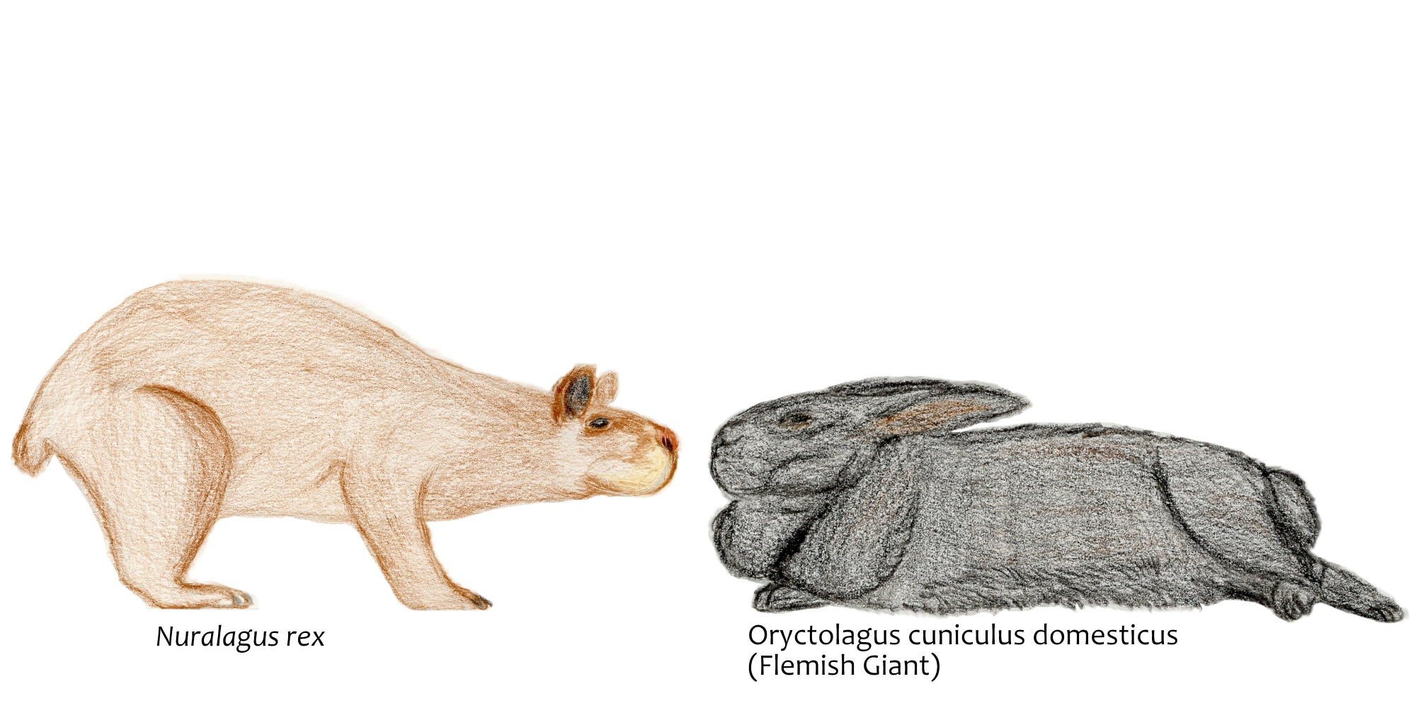 Size comparison between extinct Nuralagus, and modern domestic rabbit, a particularly large domestic rabbit. They would have been same in terms of length, but Nuralagus was heavier. 