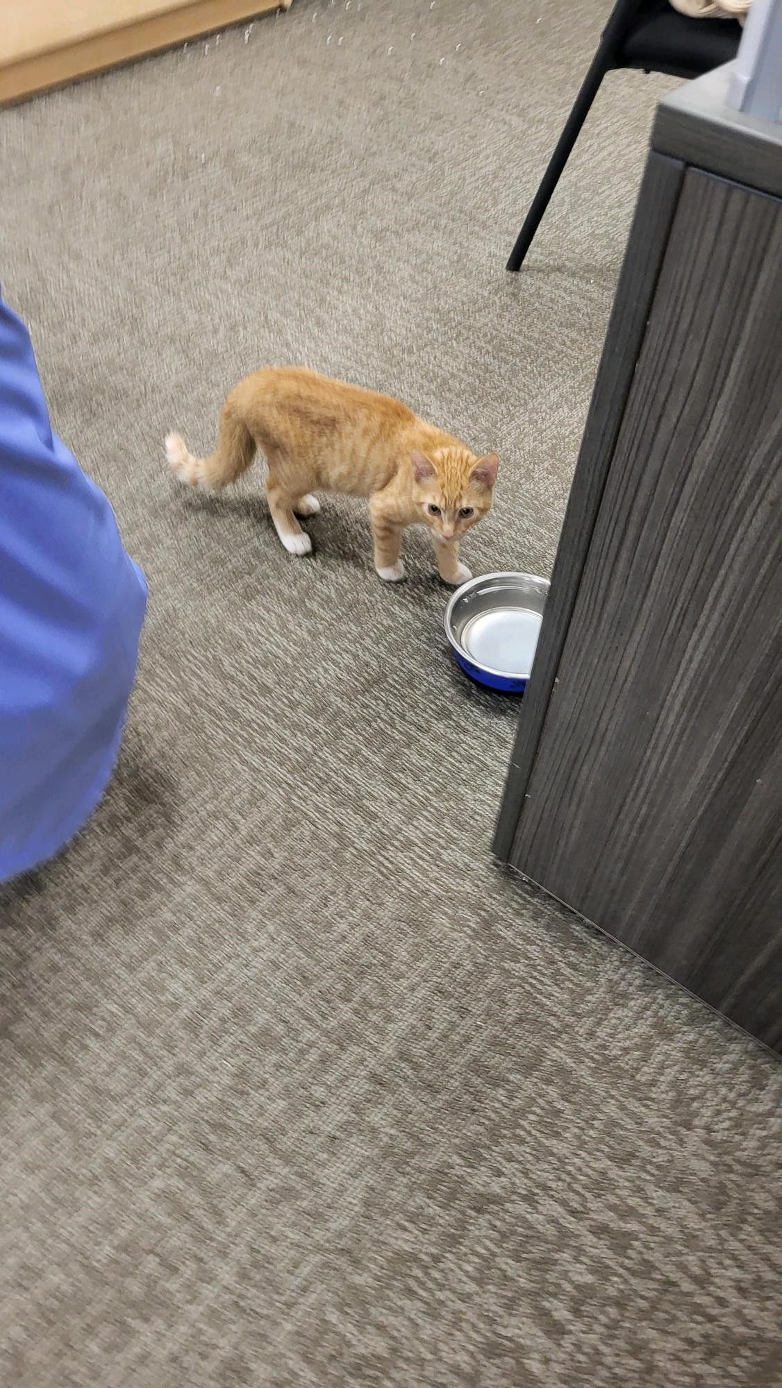 Office Kitten (3-month-old orange bebe with white foots) warily eyeing her predator. Also, for obvious reasons an indeterminate part of Ladyfriend's upper body is also in the shot.