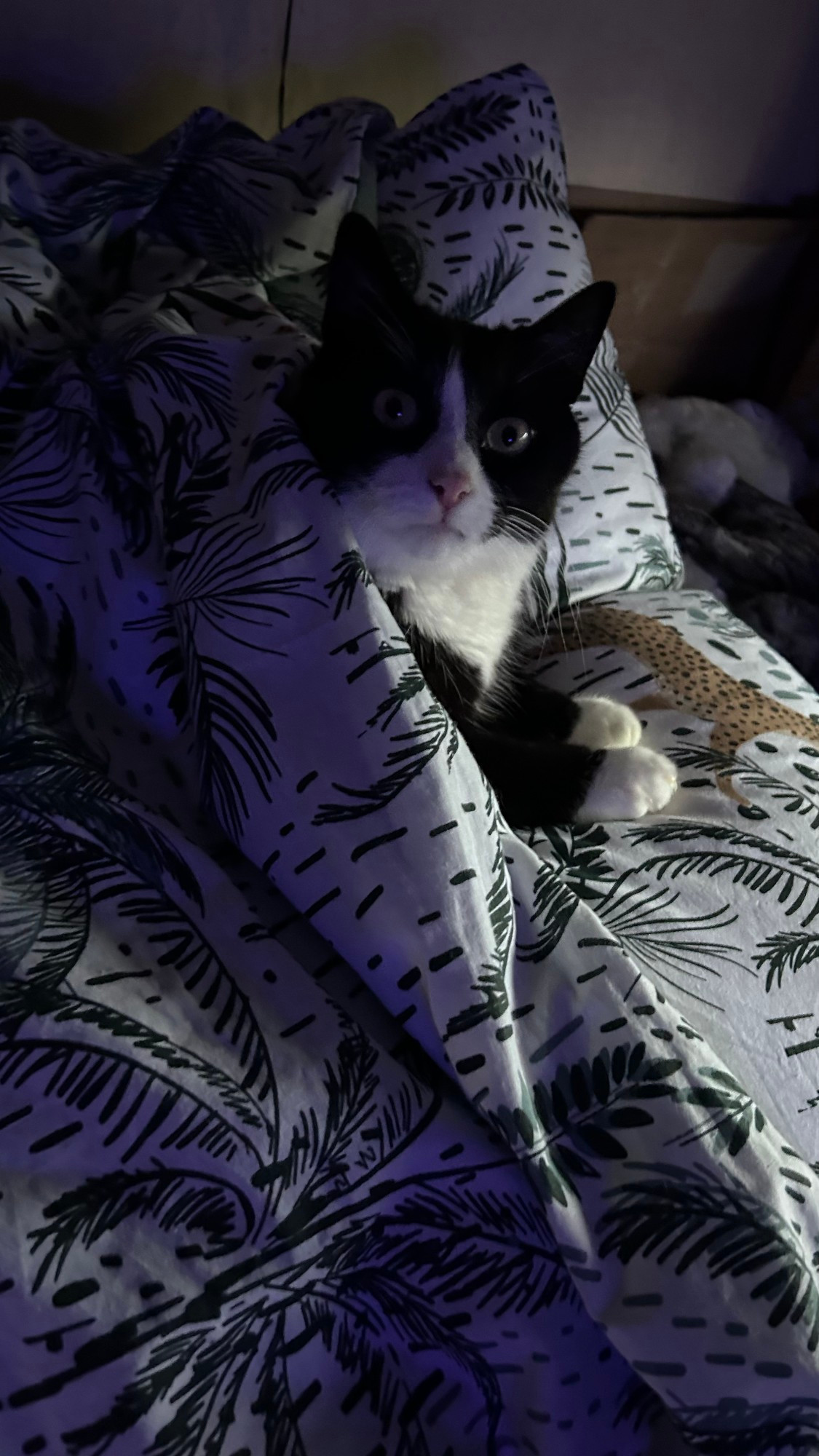 Schwarz weißer Kater zugedeckt im Bett. 

Tuxedo Cat lays in bed covered in  bed sheets. 