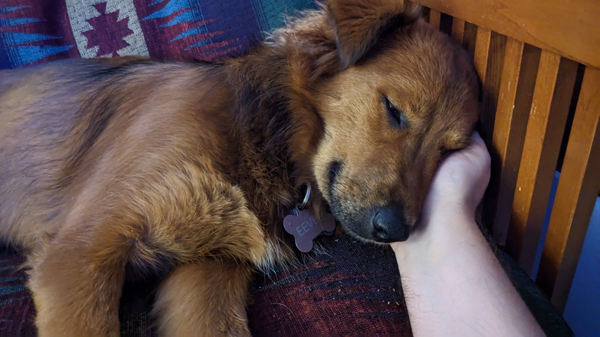 A brown and black dog rests her head in a human hand, her eyes barely open. She is wearing a tag that says Eevee.