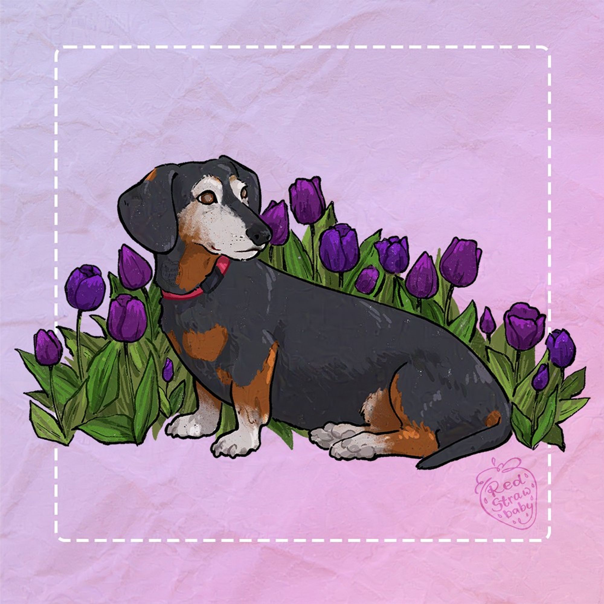 An illustration of a black and tan dachshund with graying face, surrounded by 16 tulips.