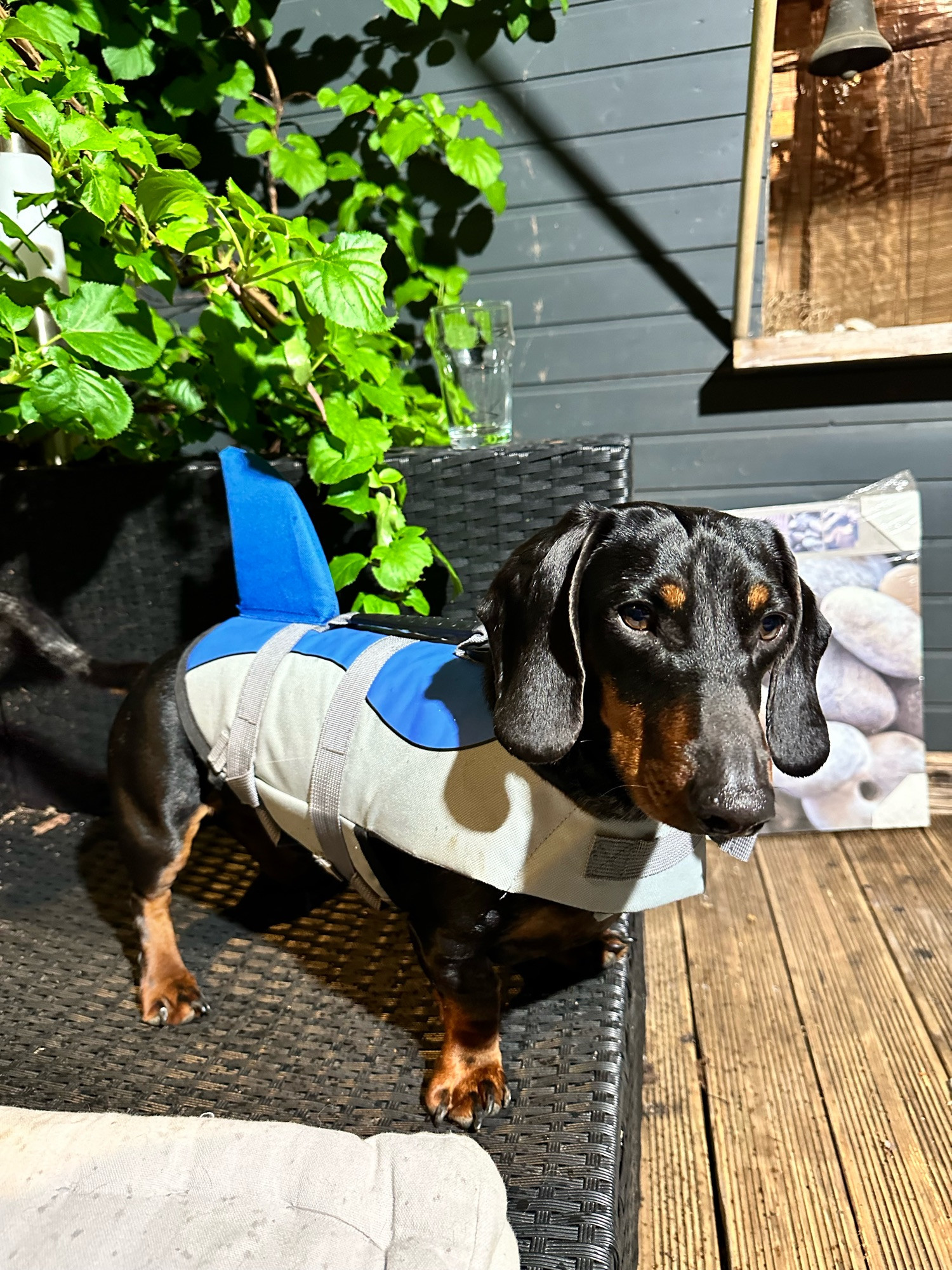 Dackel Heinzi auf steht auf einer schwarzen Rattan Gartencouch und trägt eine Hundeschwimmweste mit blauer Hai Rückenflosse. Sein Blick ist trotzig genervt, ob der Tatsache, dass er zum Einen für einen stolzen Dackelmann sehr albern aussieht und zum Anderen so nirgends mehr rein- oder hindurchpasst um ahnungslose und friedliebende Igelchen aufzustöbern, aufzuwecken und anzuschreien. 