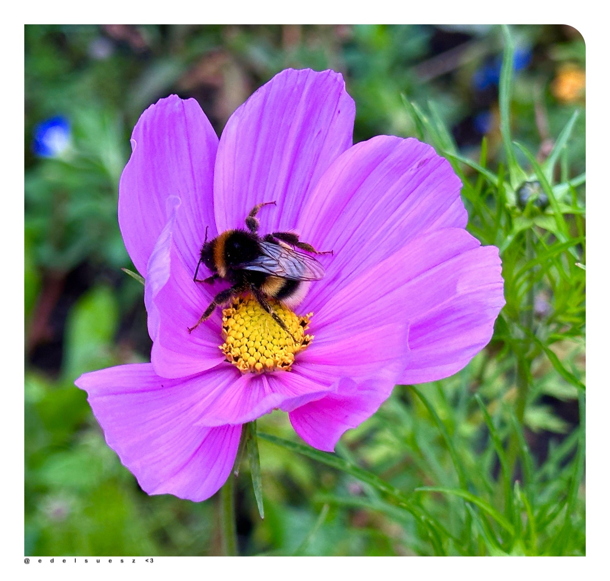 Farbfotografie: ein Blick in eine offene, pinke Blüte, leuchtend strahlendes Schmuckkörbchen (Cosmos bipinnatus) dort hockt schlafend eine große, haarige Hummel, die Blütenblätter sind linienförmig unterbrochen, drumherum andere Grünpflanzen unscharf, in der Nachbearbeitung Sättigung erhöht