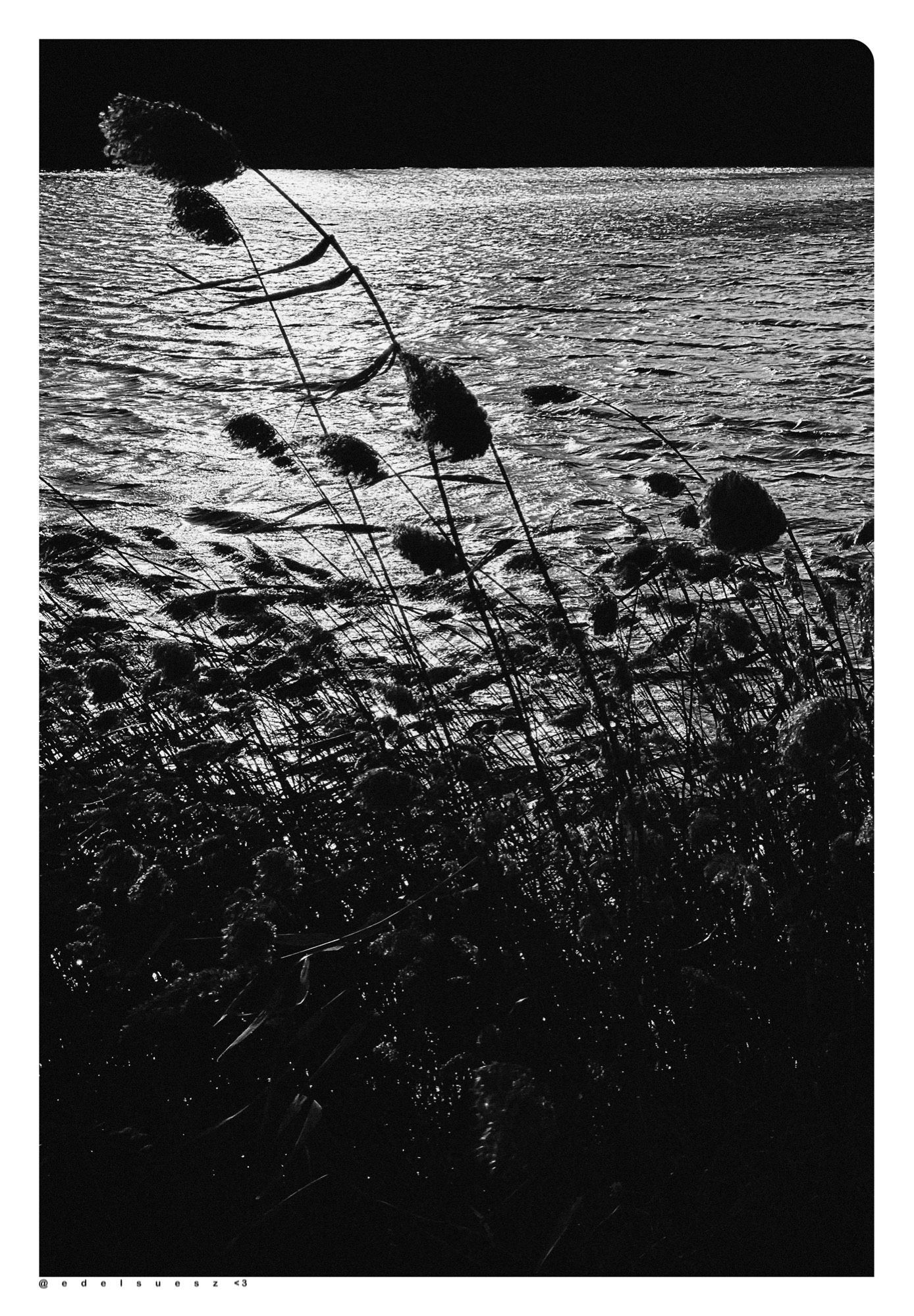 Schwarzweißfotografie: nach links stark geneigtes Schilfrohr im Wind, es ist nur durch dunkle Umrisse erkennbar, im Hintergrund spiegelt sich hell glänzend ein größerer See