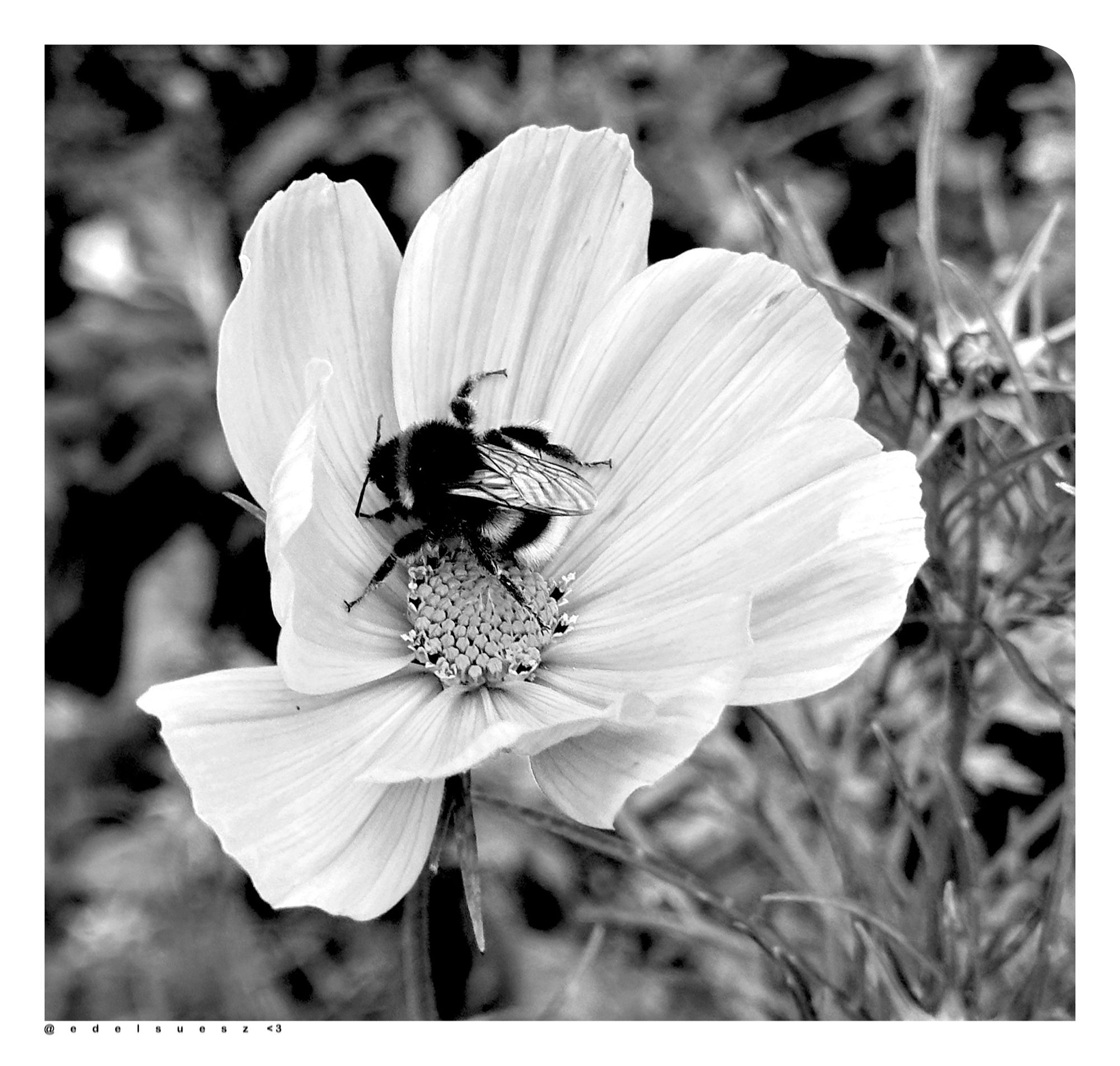 Schwarzweißfotografie: ein Blick in eine offene Blüte, Schmuckkörbchen (Cosmos bipinnatus) dort hockt schlafend eine große, haarige Hummel, die Blütenblätter sind kontrastreich, linienförmig unterbrochen, drumherum andere Grünpflanzen unscharf