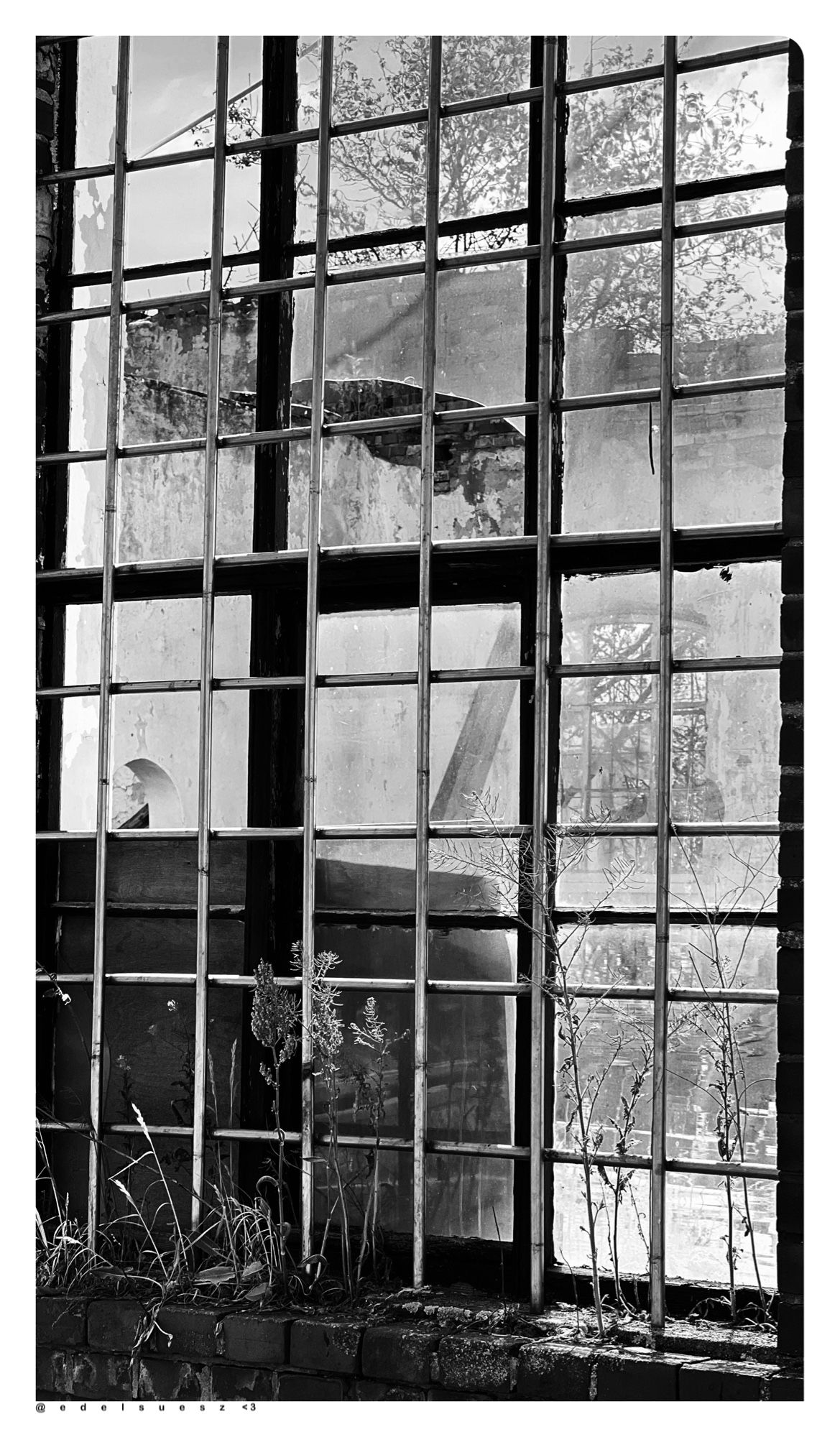 Schwarzweißfotografie: längliches vergittertes Fenster an einer Industrieruine, freistehende Mauer mit teilweisen Blick auf den lichtdurchfluteten Innenraum, Bäume und eine weitere Mauer mit Fenster im Hintergrund