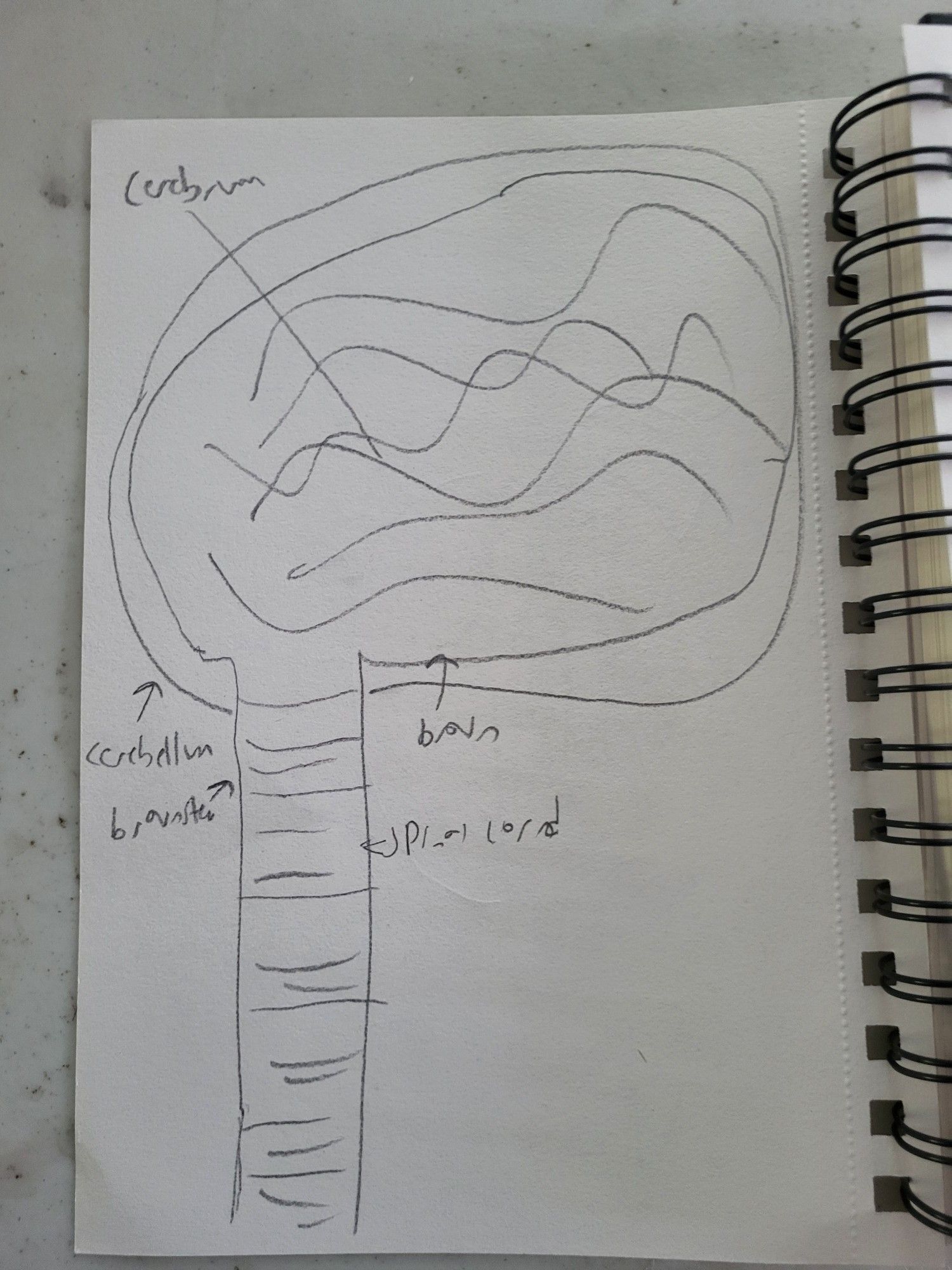 Brain and central nervous system