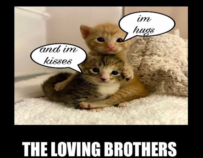 Two kittens, one on top of the other. The top one has a text box that reads: "I'm hugs," and the bottom one has a text box that reads: "I'm kisses." Underneath them is text that reads: "The loving brothers."