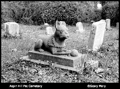 Photo of a reclining dog with a toy ball on top of a grave stone. From Aspin Hill Pet Cemetery in Maryland.
By scary mary