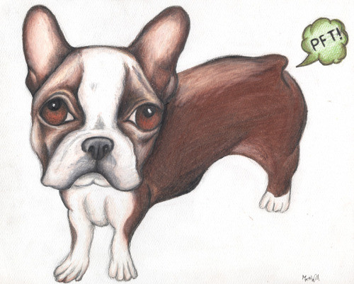 Illustration of Beef, a brown and white Boston Terrier. Beef, having stomach issues, has a green fart bubble which has the word "PFT!" in it emanating from his butt.
by Matt Will