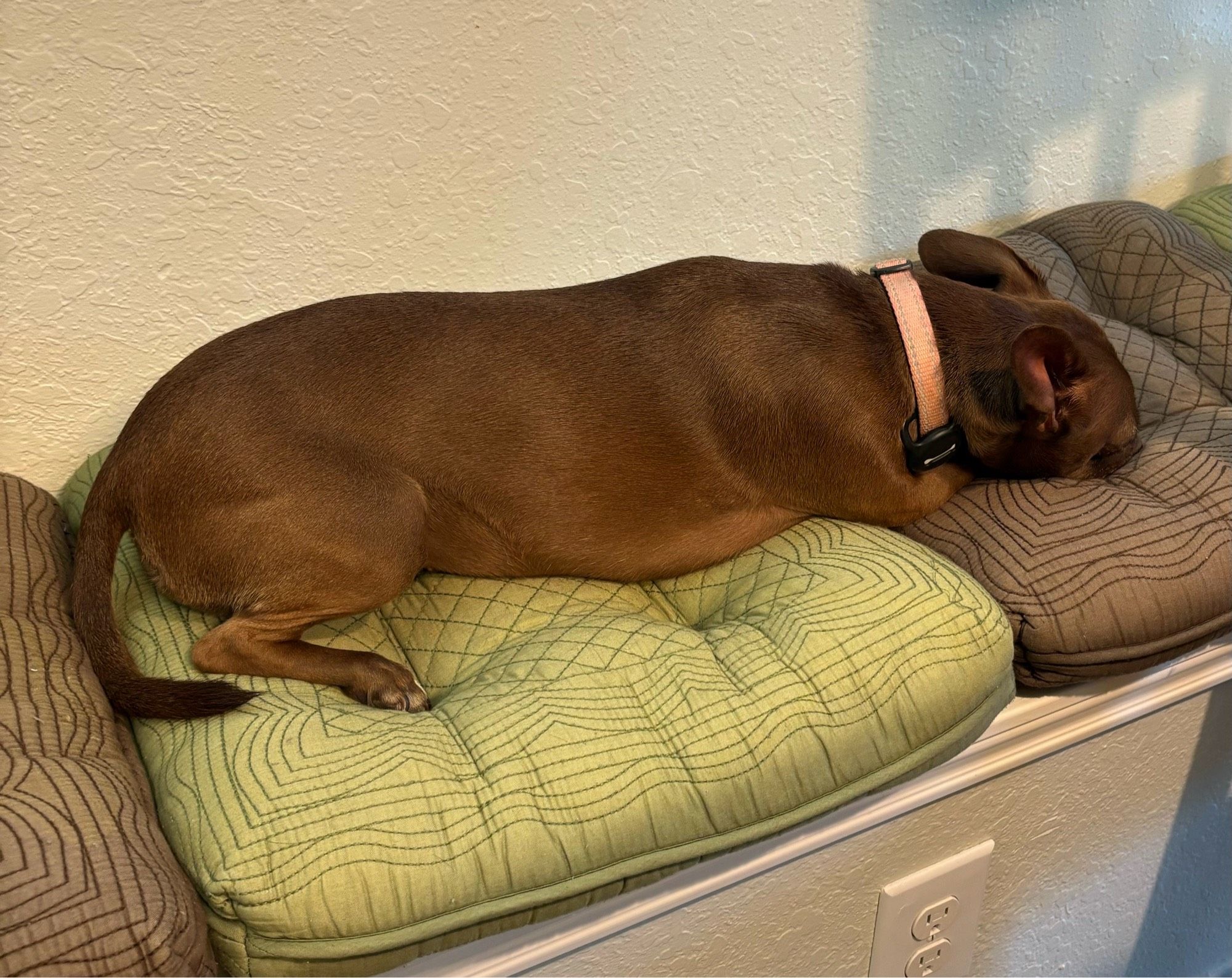 A small brown dog with a pink collar lies on green and brown cushions.