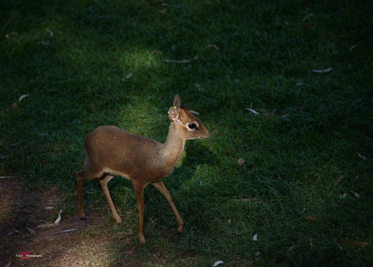 Pudo Deer - smallest deer in the world