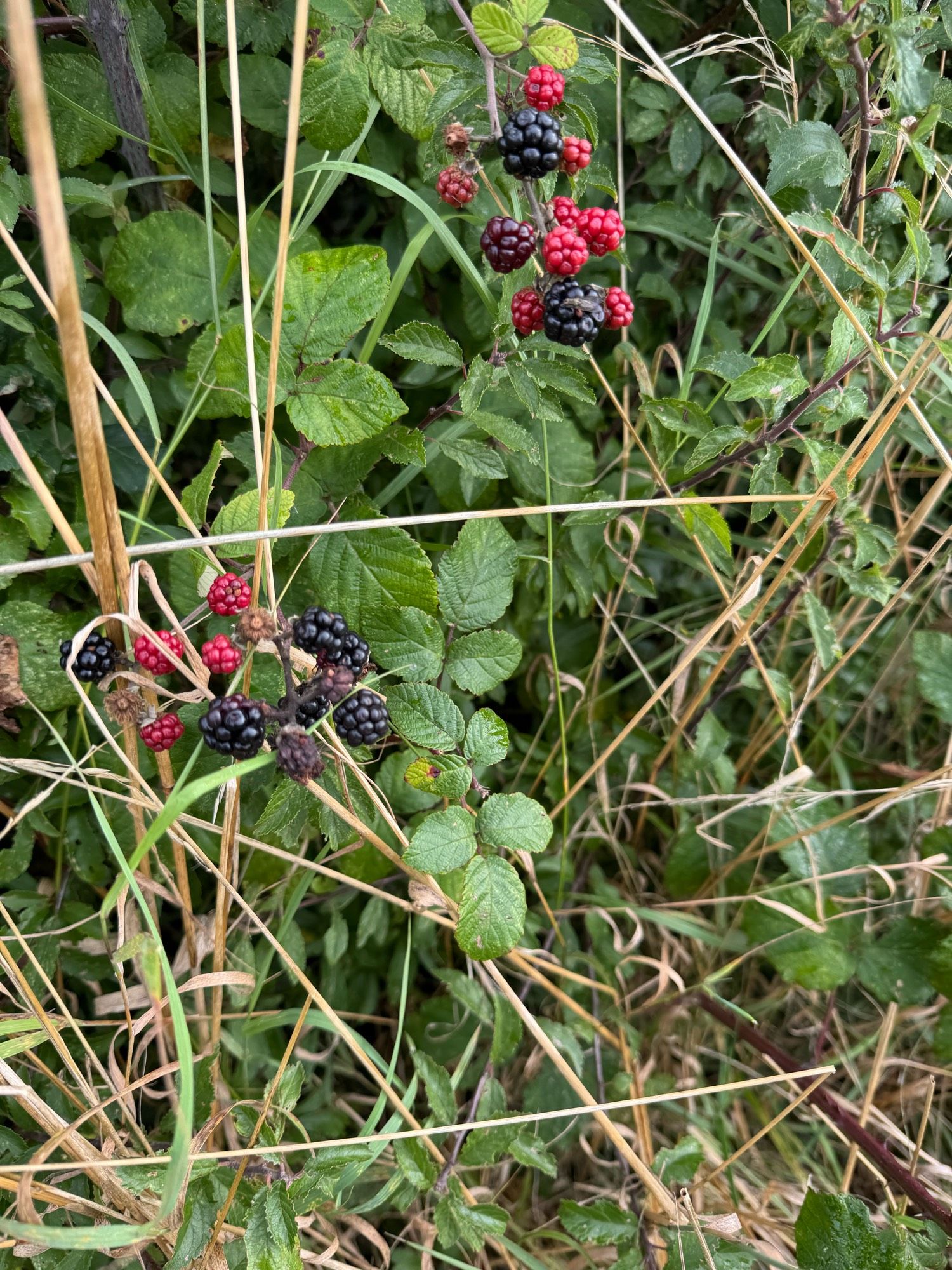 Blackberries in the hedge