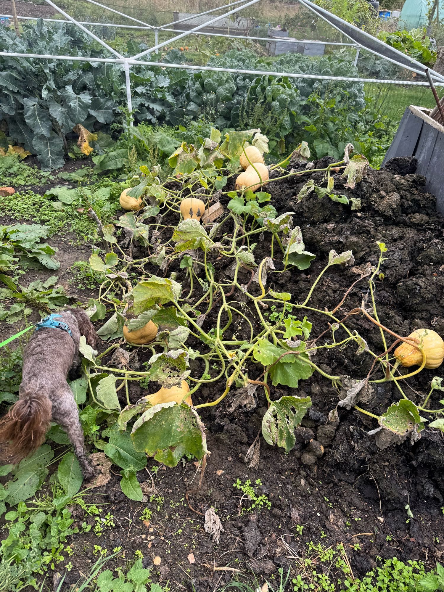 Ziggy sniffs at a butternut squash vine growing on a pile of manure