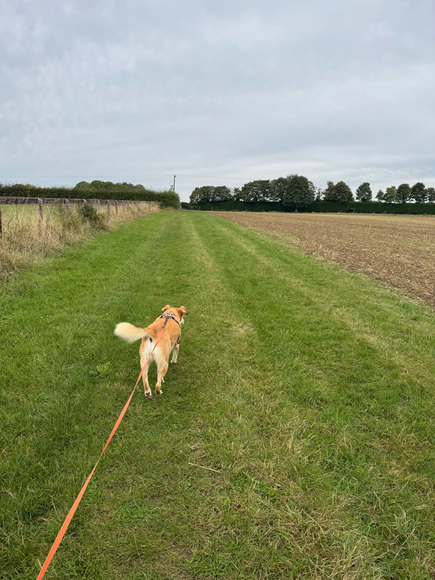 Freya strides forward towards trees on the horizon