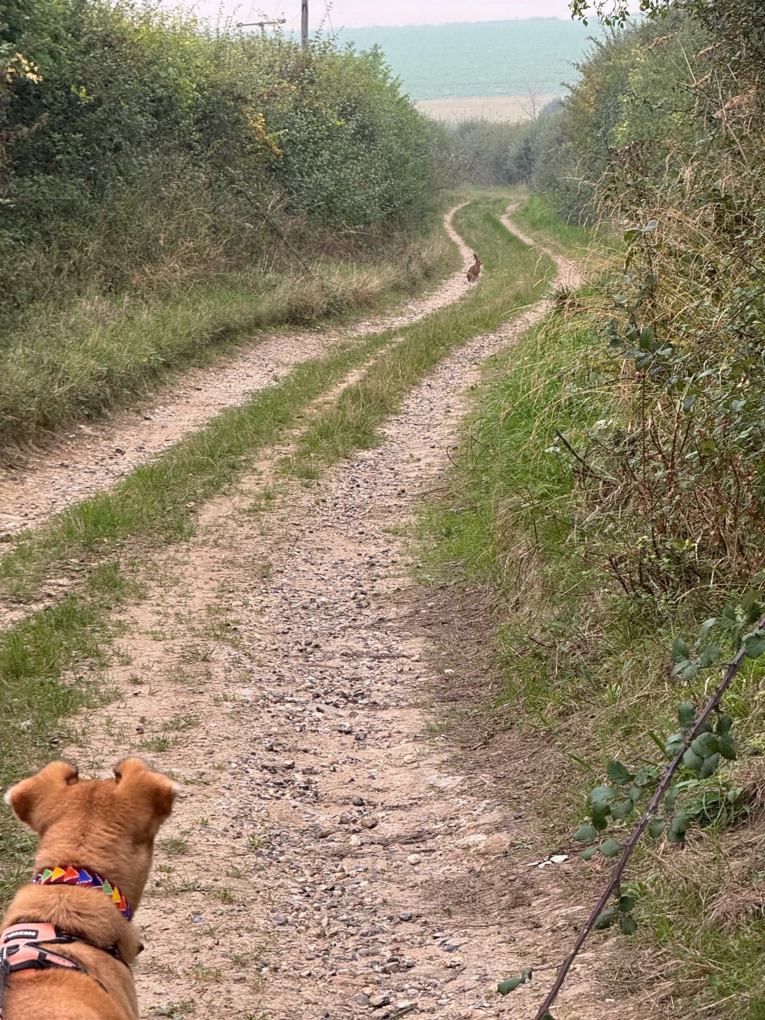 The hare is now on a gravel track. Freya’s head is in the lower left corner of the photo. Her ears are pricked and she’s staring towards the hare