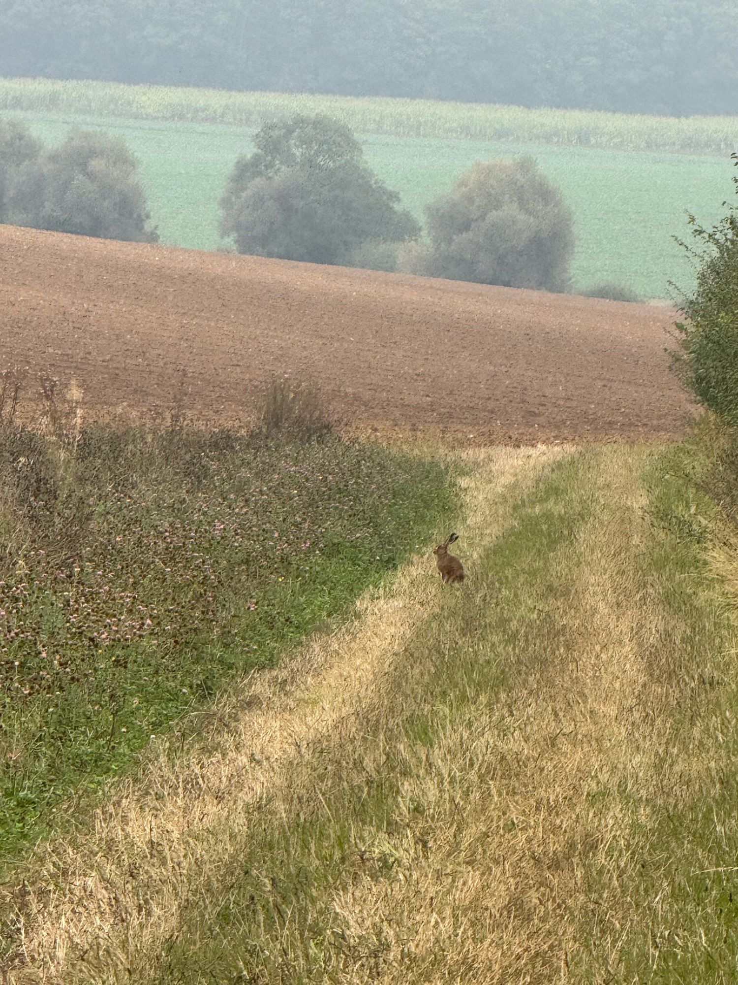 A hare sits in the middle distance on a grass track