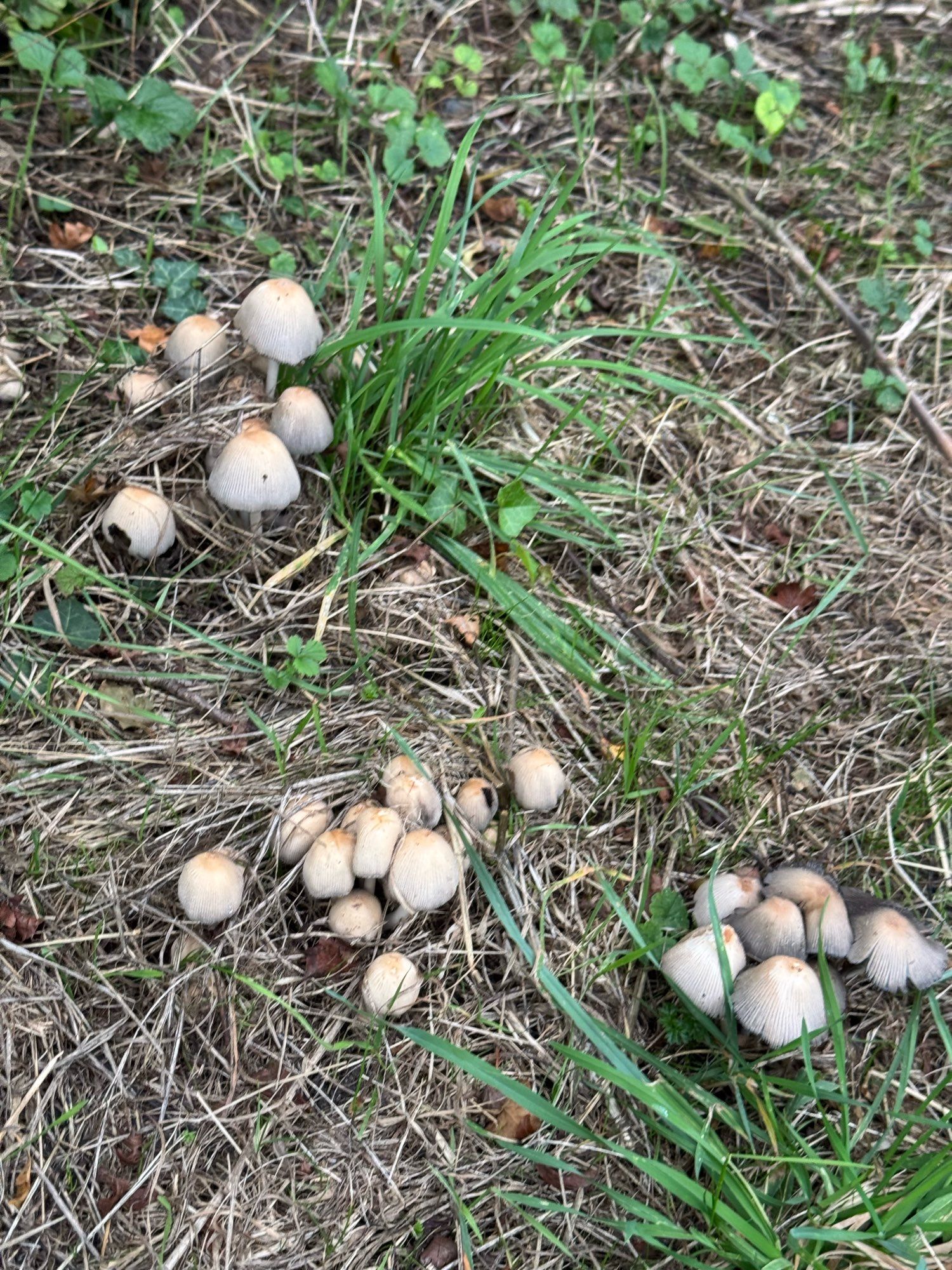 3 clusters of mushrooms in the grass