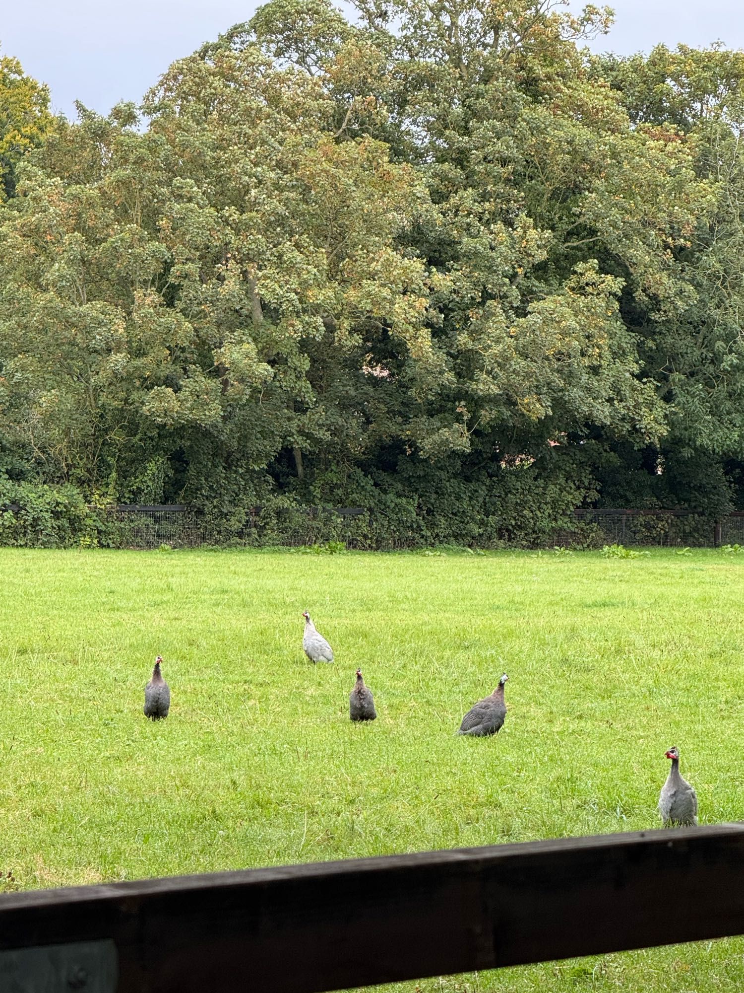 Guinea Fowl looking like majestic tea cozies in a field