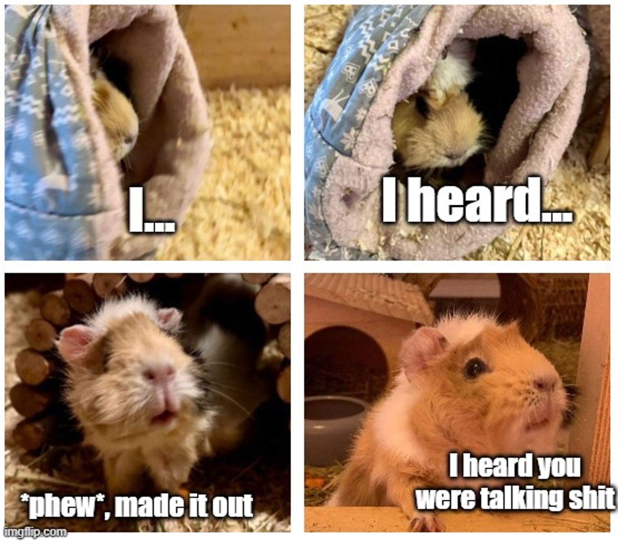 4 panels
panel 1: guinea pig in a cuddly roll: "I..."
panel 2: guinea pig looking out of the cuddly roll: "I heard..."
panel 3: guinea pig out of the cuddly roll: phew, made it out"
panel 4: guiea pig looking over a wood fence: "I heard you were talking shit"