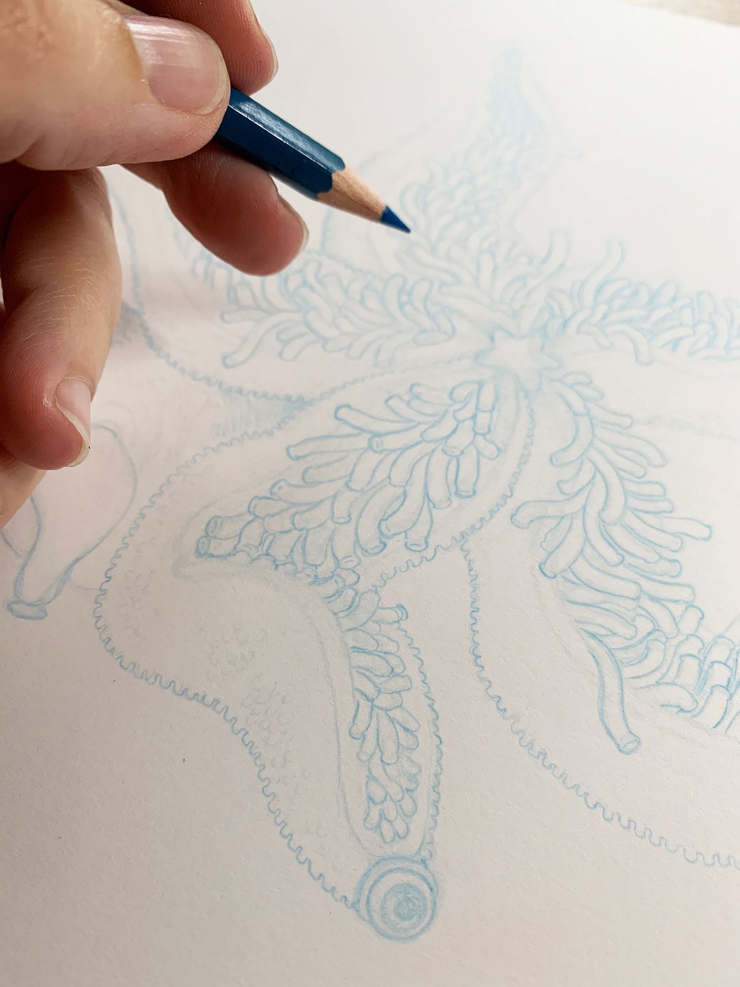 Photo of a drawing in progress of what looks like a big starfish with a googly eye on the end of its tentacle attached to some kind of body. A hand holding a blue pencil is in the foreground.